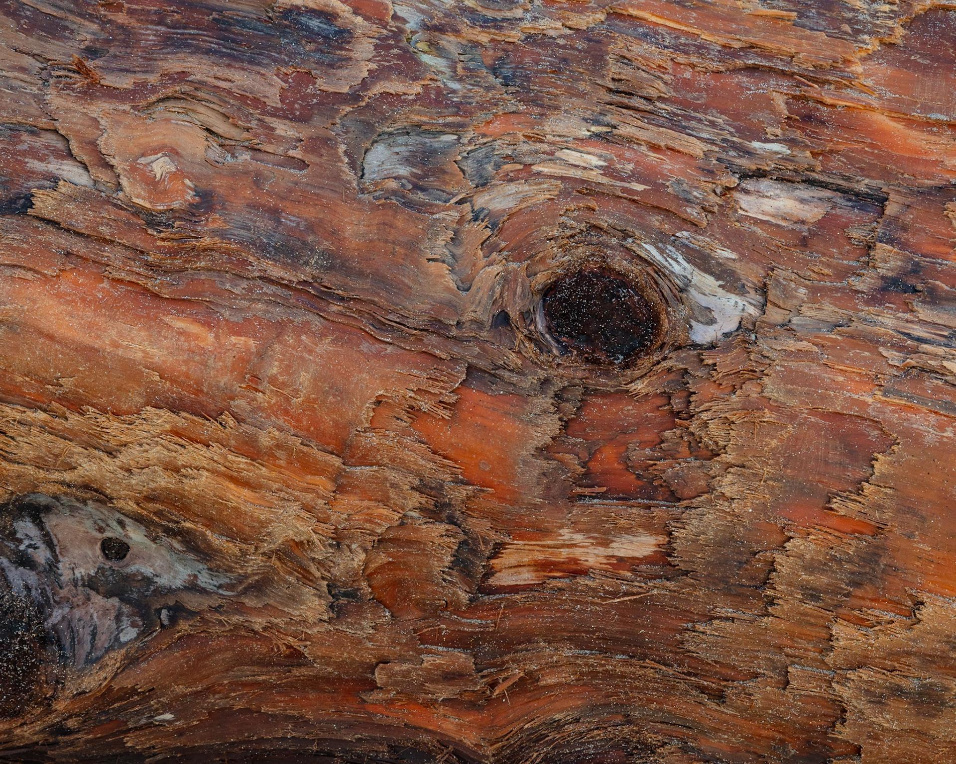 Driftwood, Point Arena, 2021