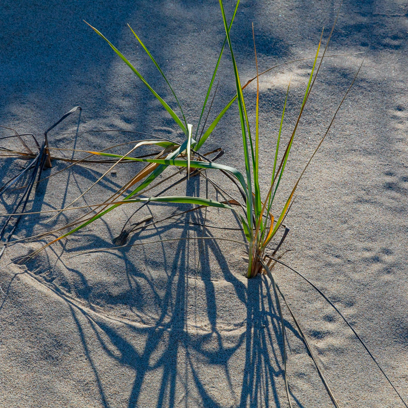 Interplay, Franklin Point, 2022