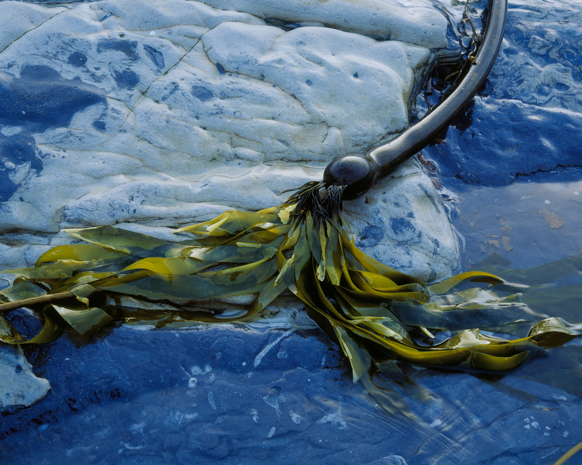 Kelp Tableau, Point Lobos, 2003