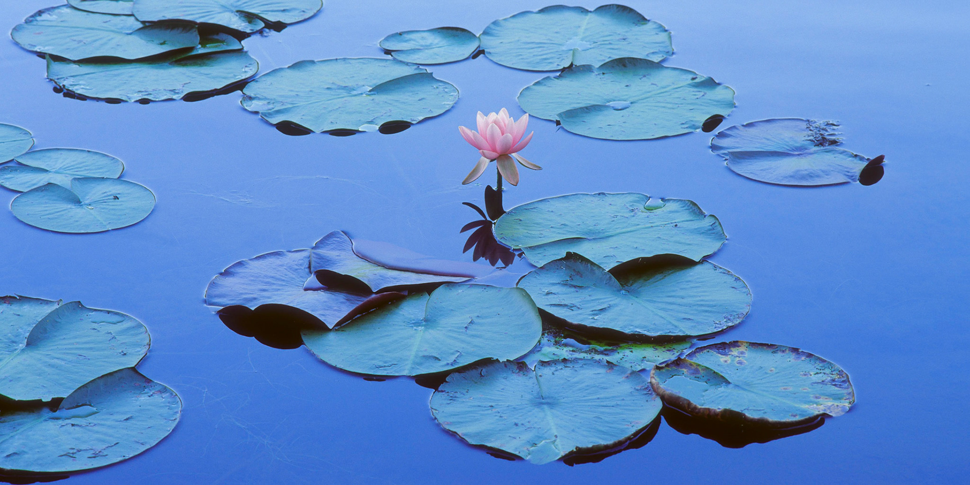 Lily, Long Pond, Acadia, 2003