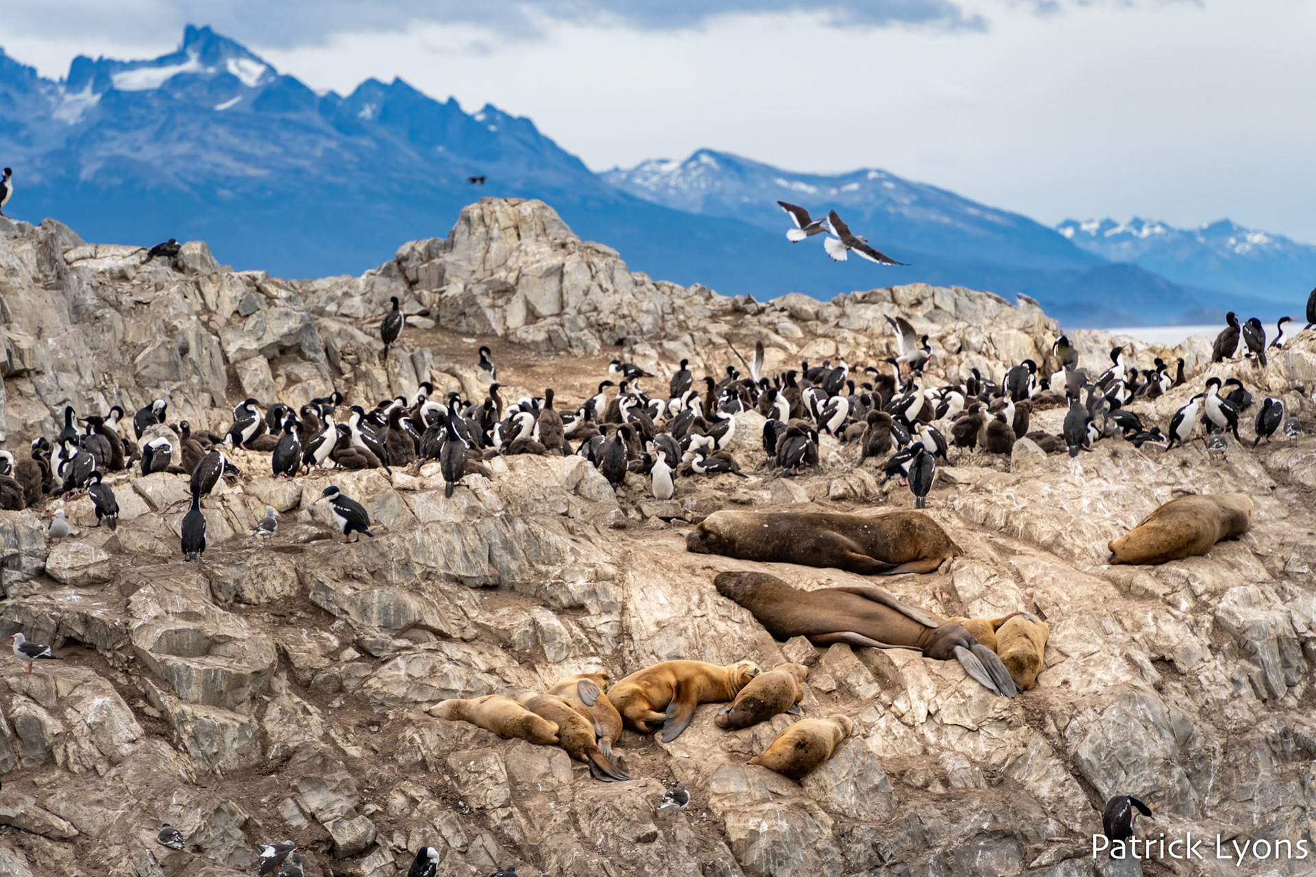 South American sea lion and Imperial Cormorant - Beagle Channel- Beagle Channel