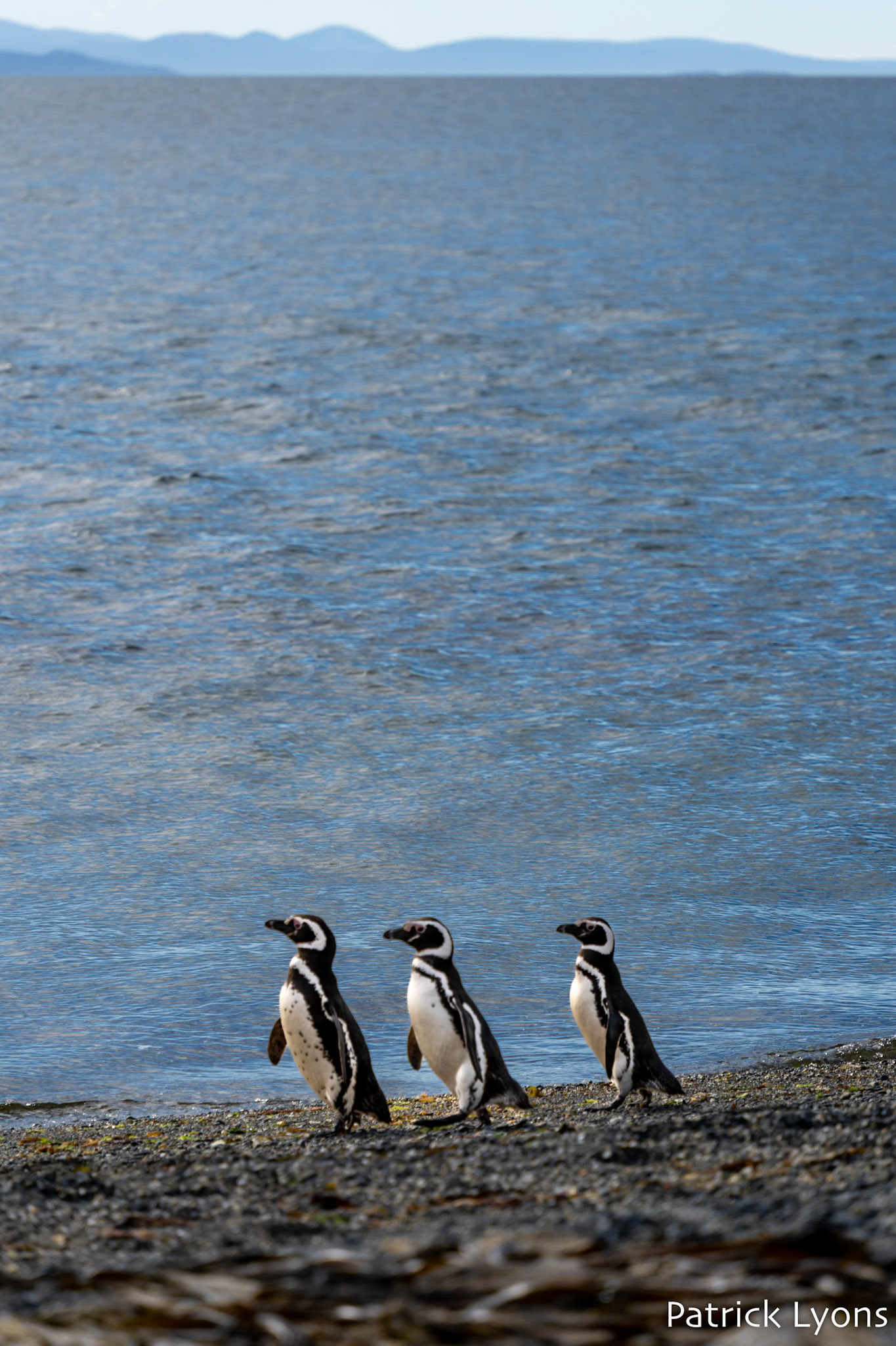 Magellanic penguin - Isla Martillo
