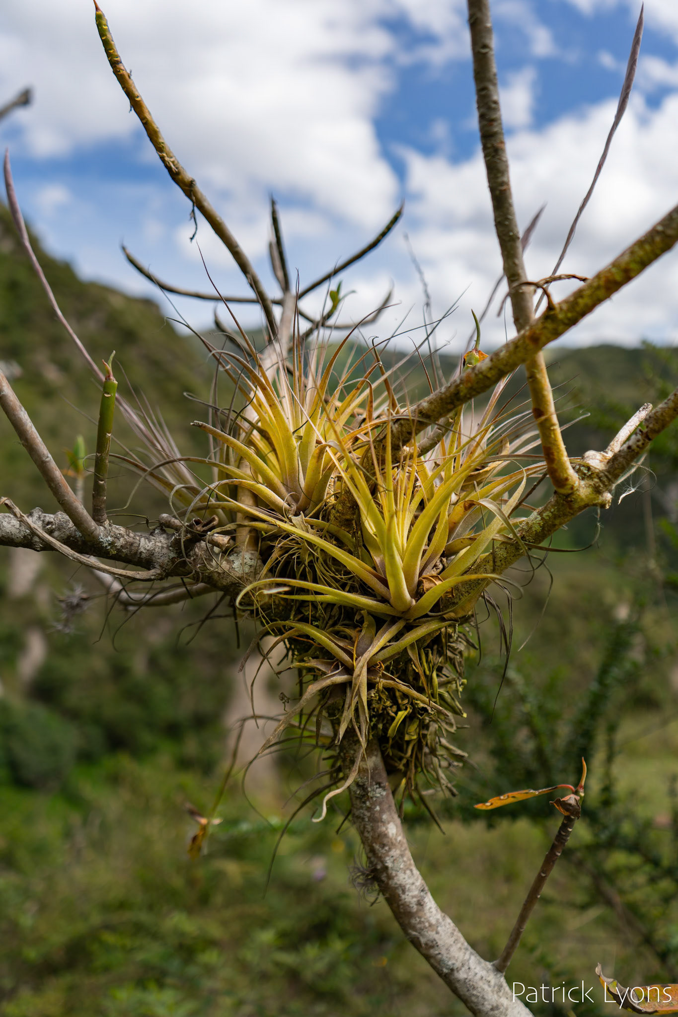 Epiphytic Plants