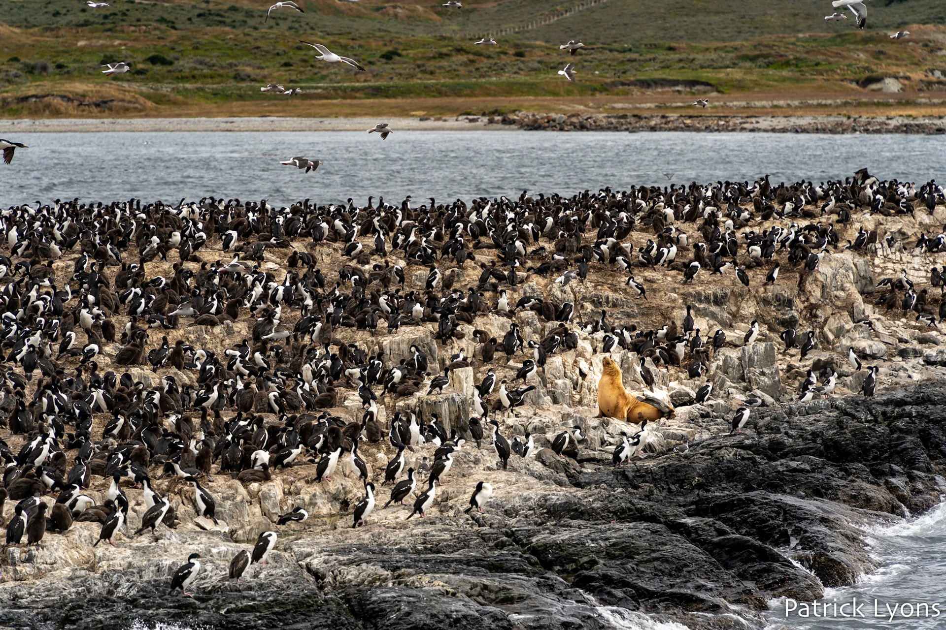 South American sea lion and Imperial Cormorant - Beagle Channel