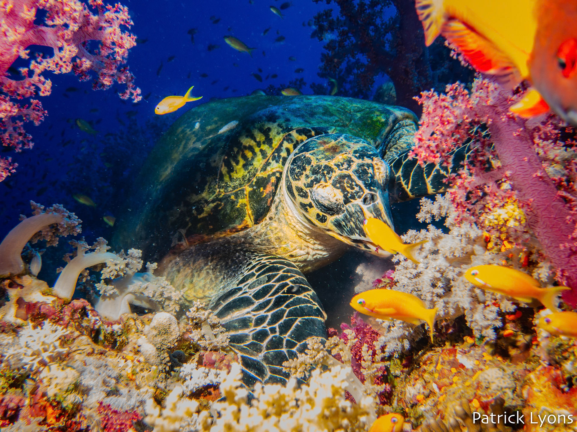 Hungry Green sea turtle