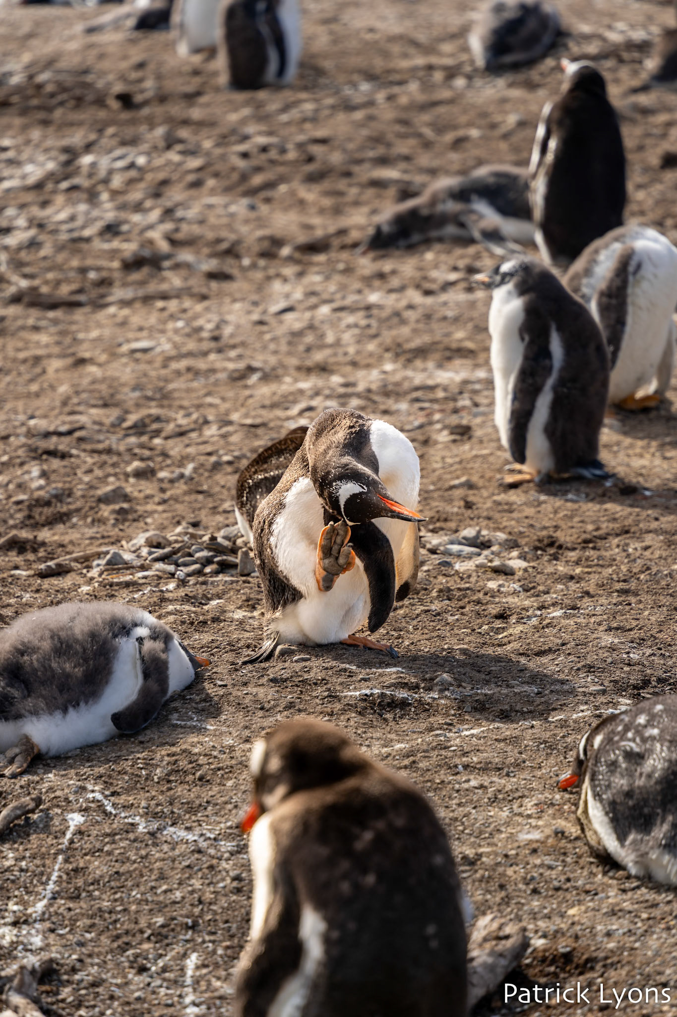 Gentoo penguin scratching - Isla Martillo