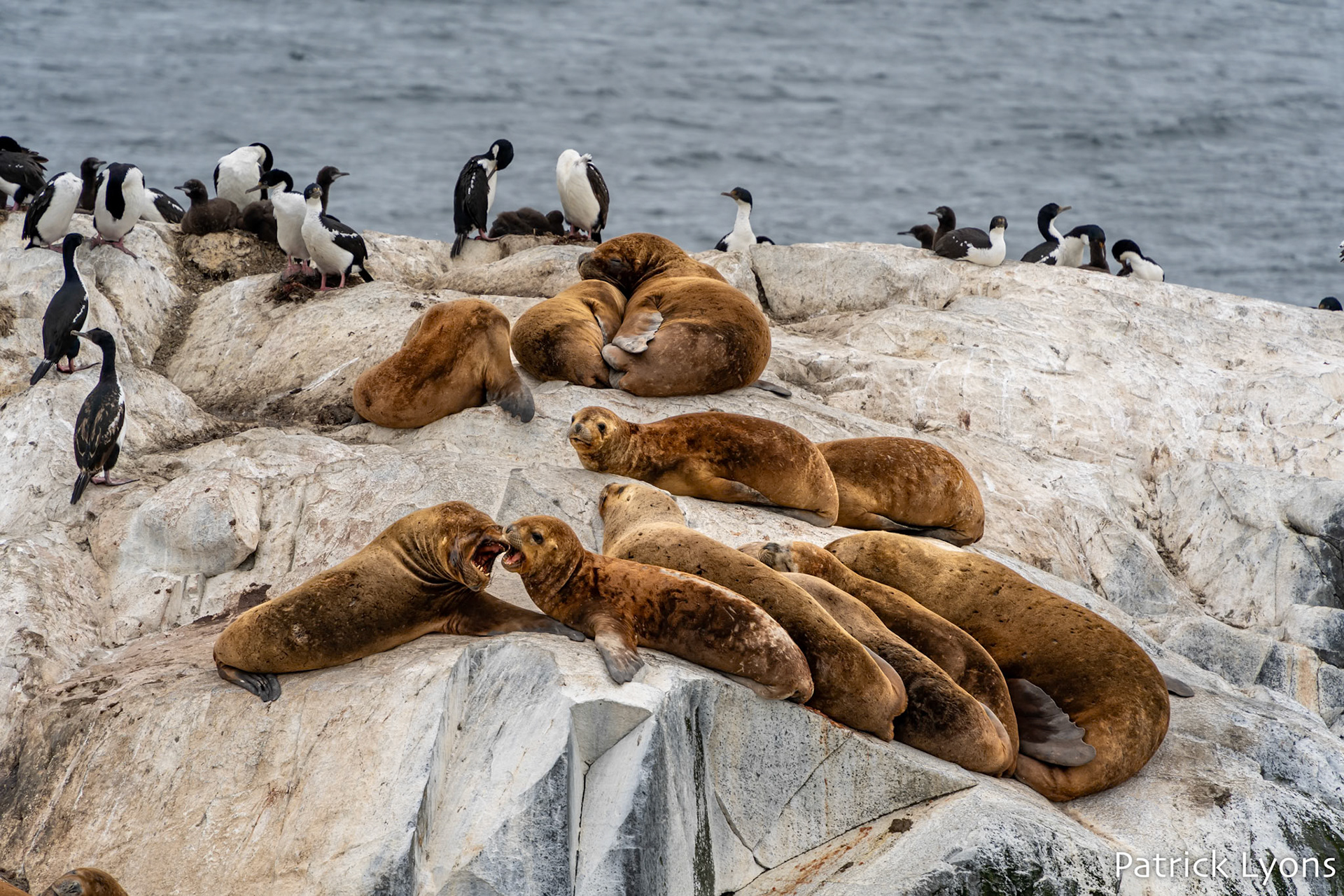 South American sea lion and Imperial Cormorant - Beagle Channel