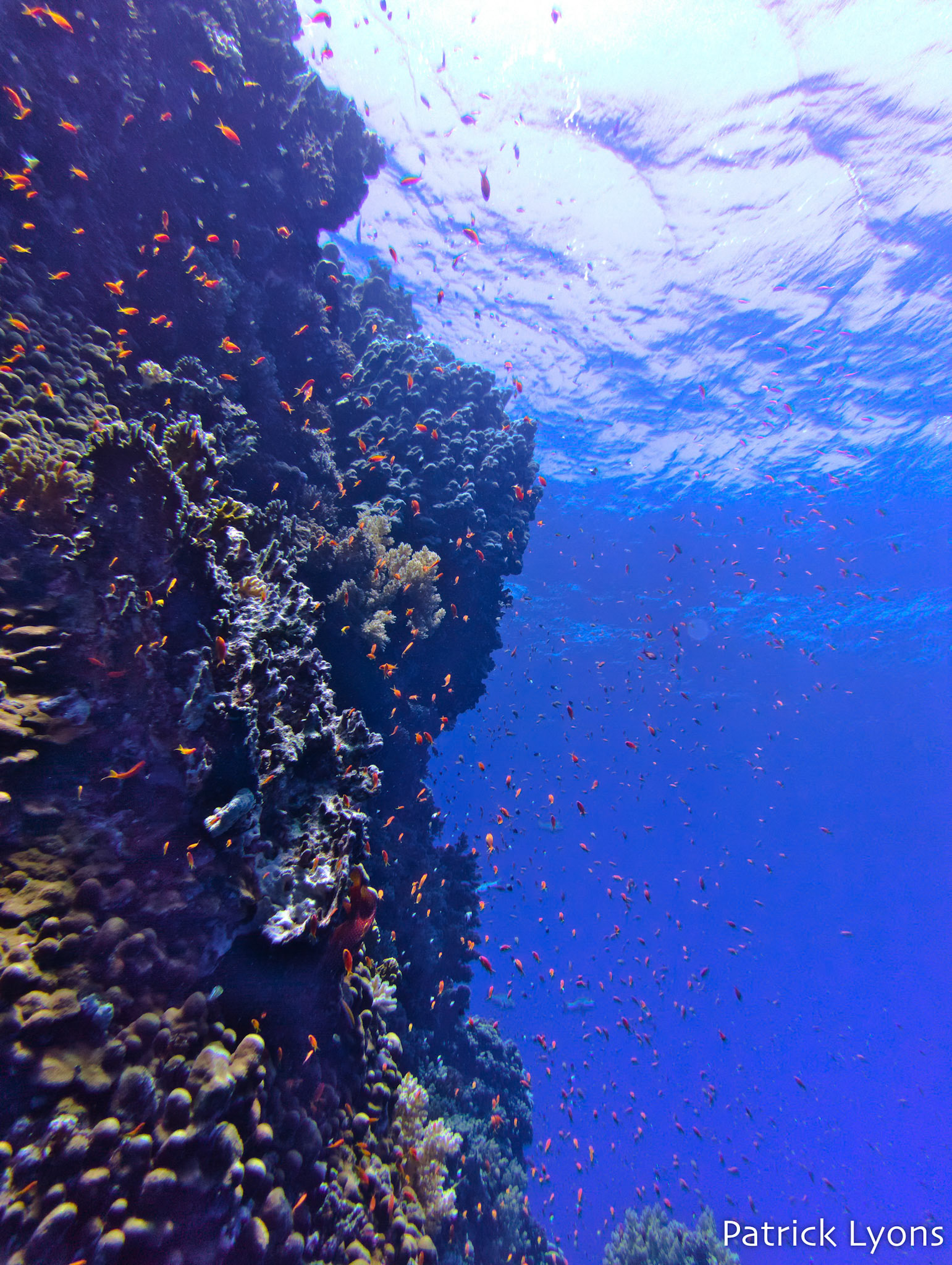 Red Sea coral seascape