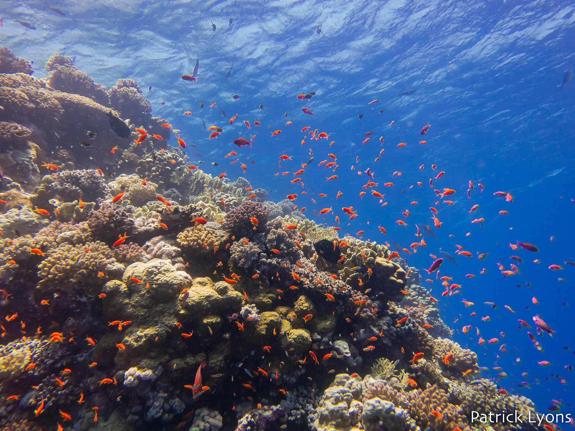 Red Sea coral seascape