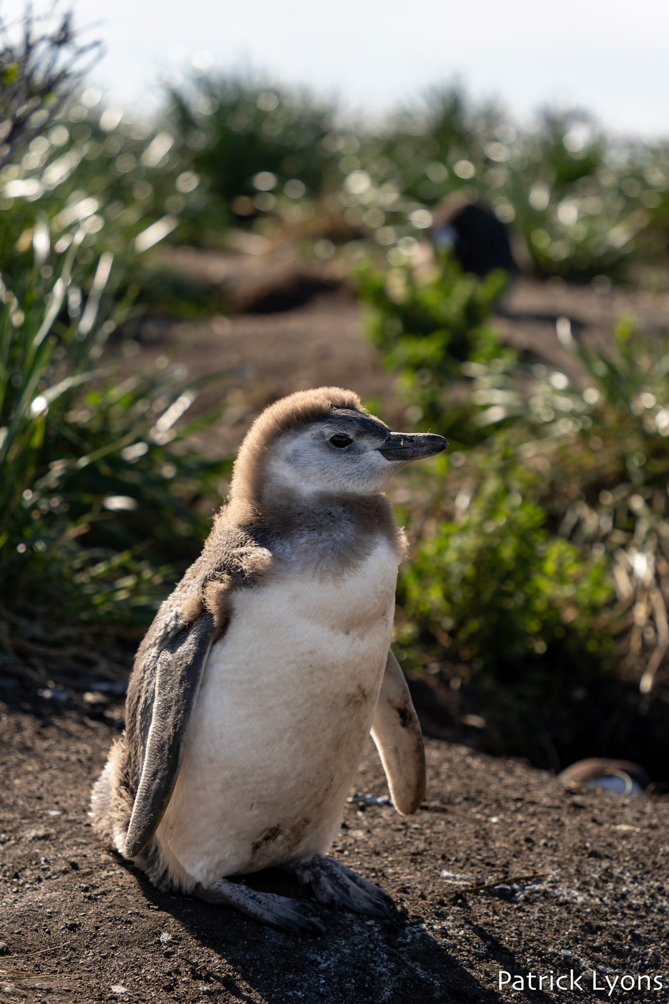Magellanic penguin - Isla Martillo