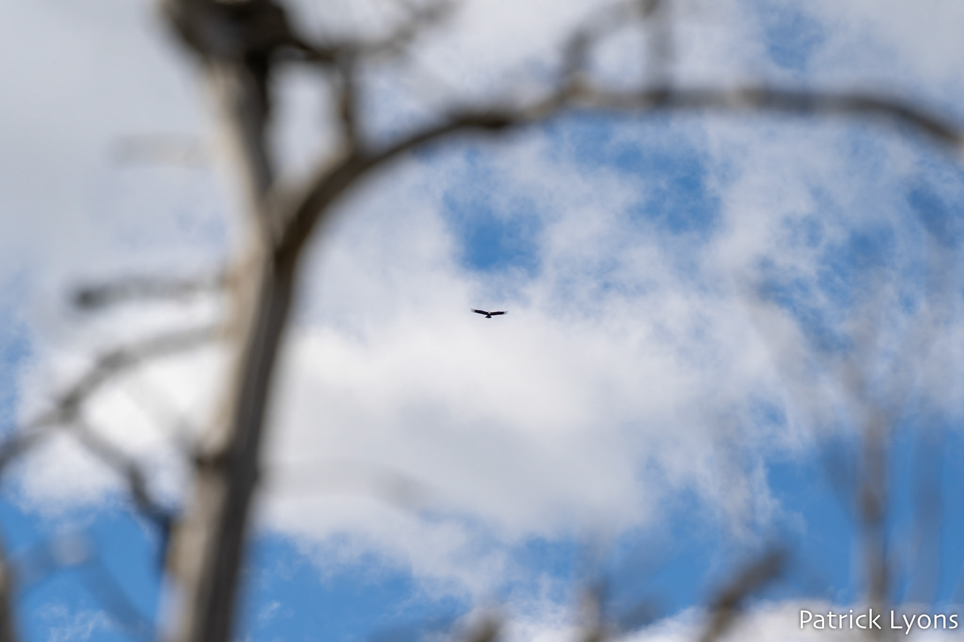 Andean Condor - Los Glaciares National Park