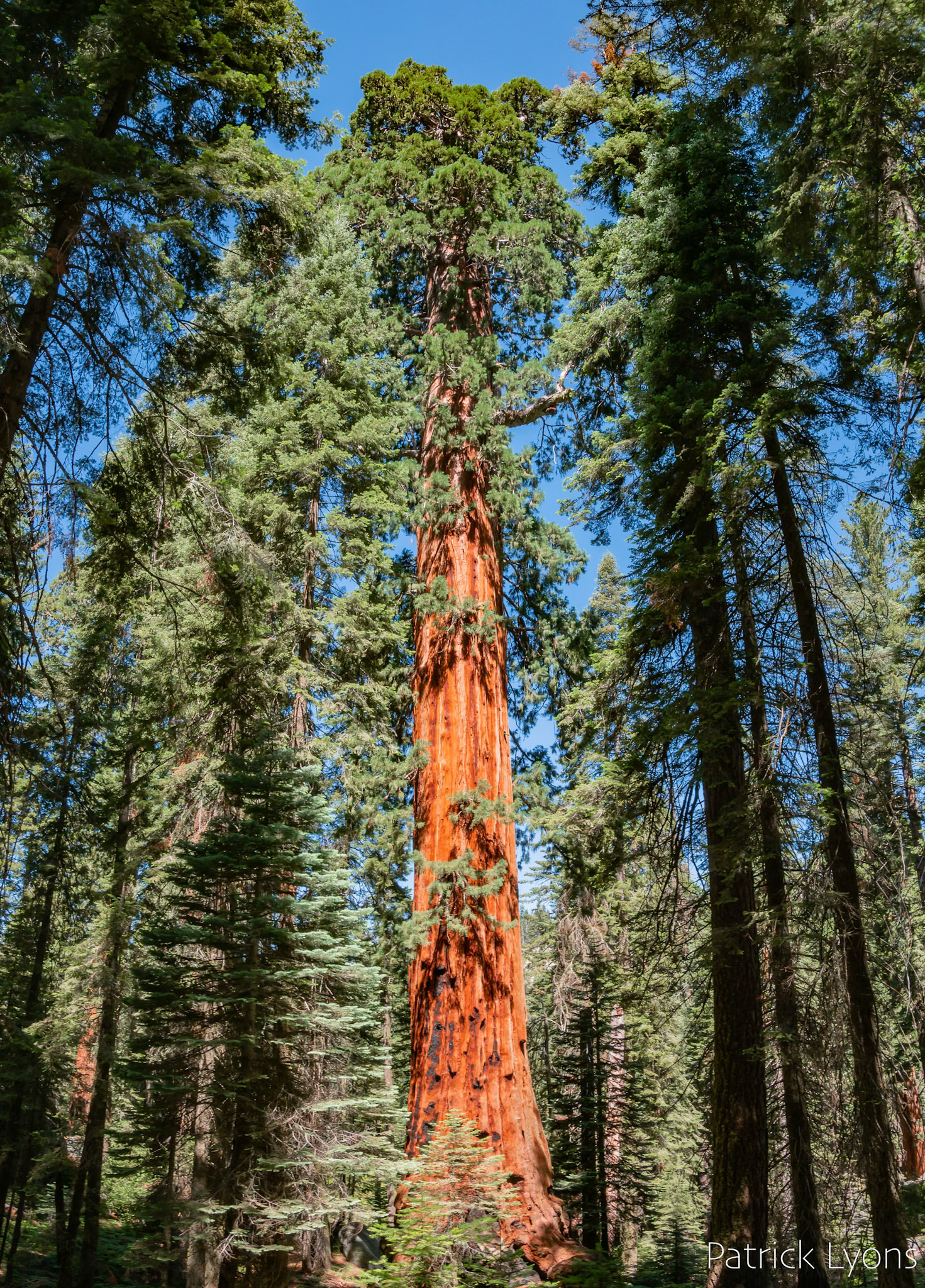 Giant Sequoia in Sequoia National Park