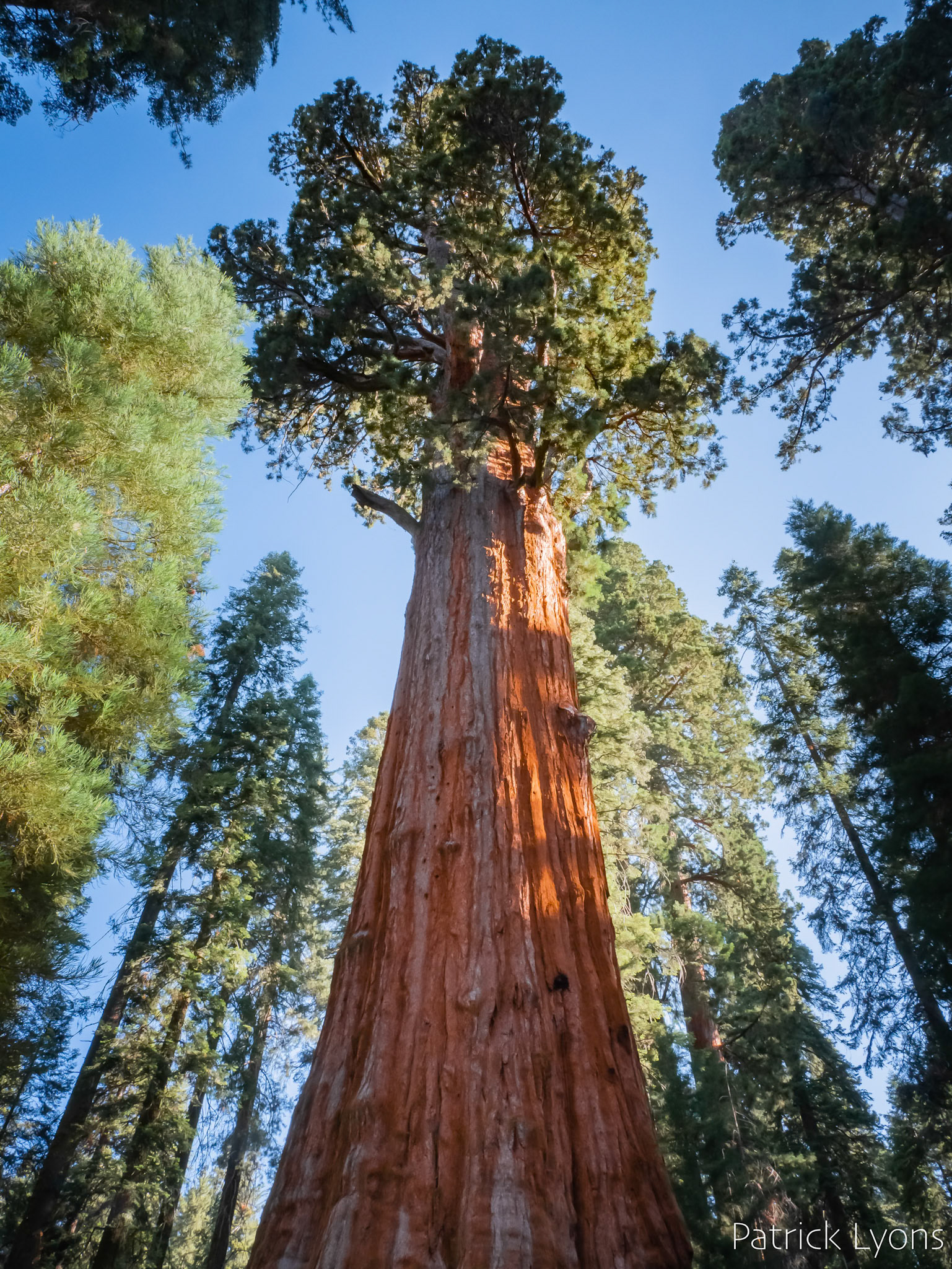 Giant Sequoia in Sequoia National Park
