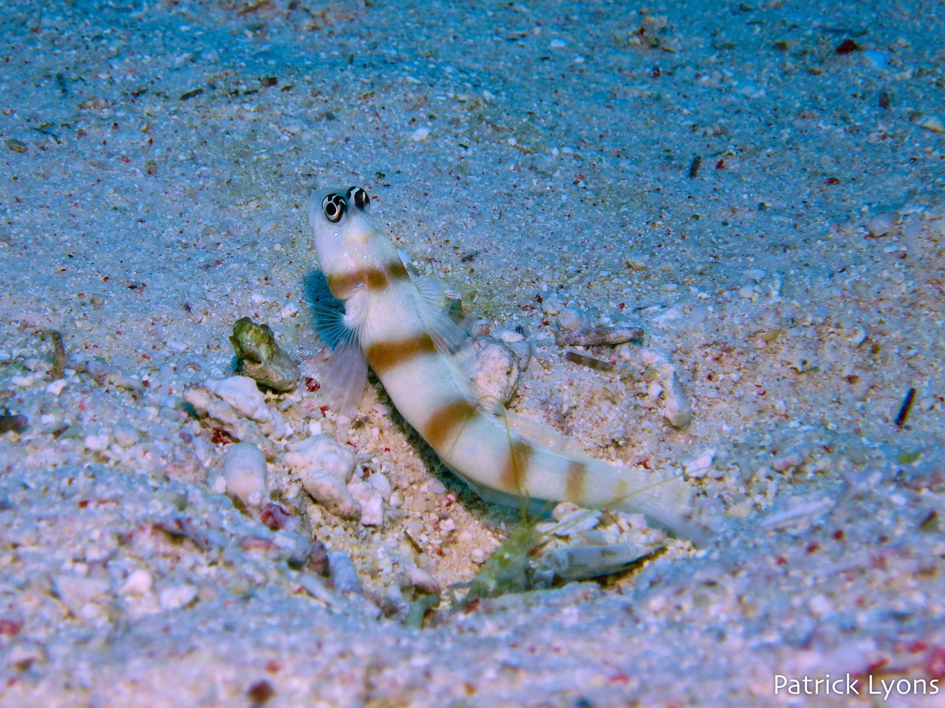 Steinitz' Prawn-Goby and Fine-Striped Shrimp in the Red Sea
