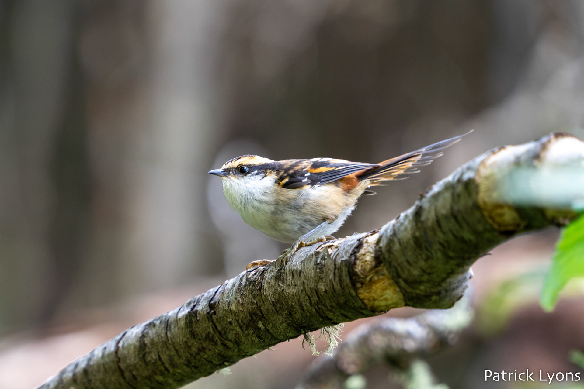 Thorn-Tailed Rayadito - Torres del Paine National Park