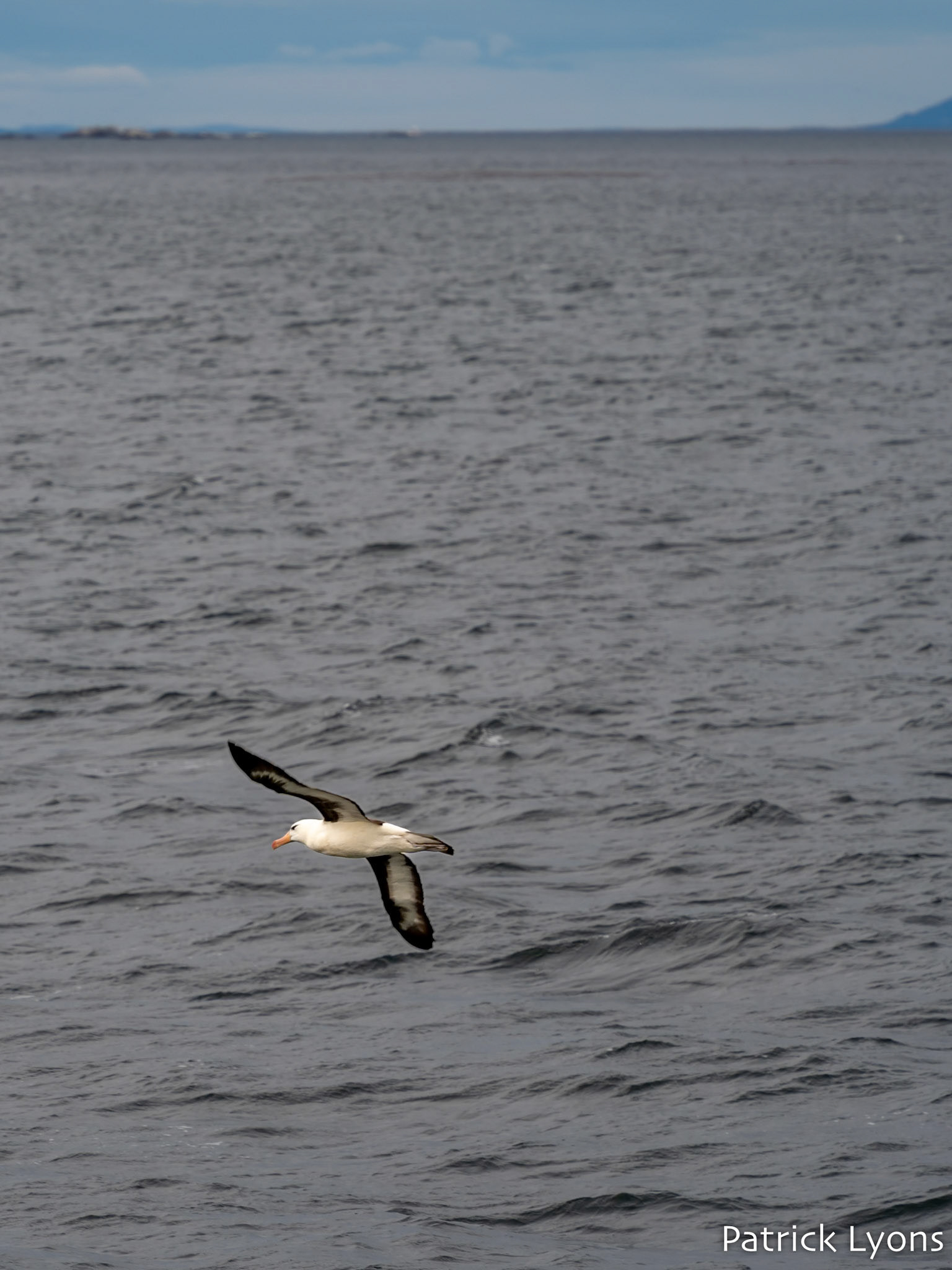 Black-browed Albatross - Beagle Channel