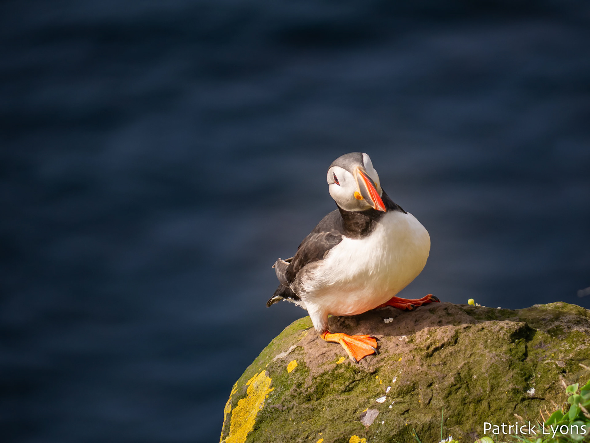 An Atlantic Puffin sits on a cliffside in the West Fjordlands region of Iceland