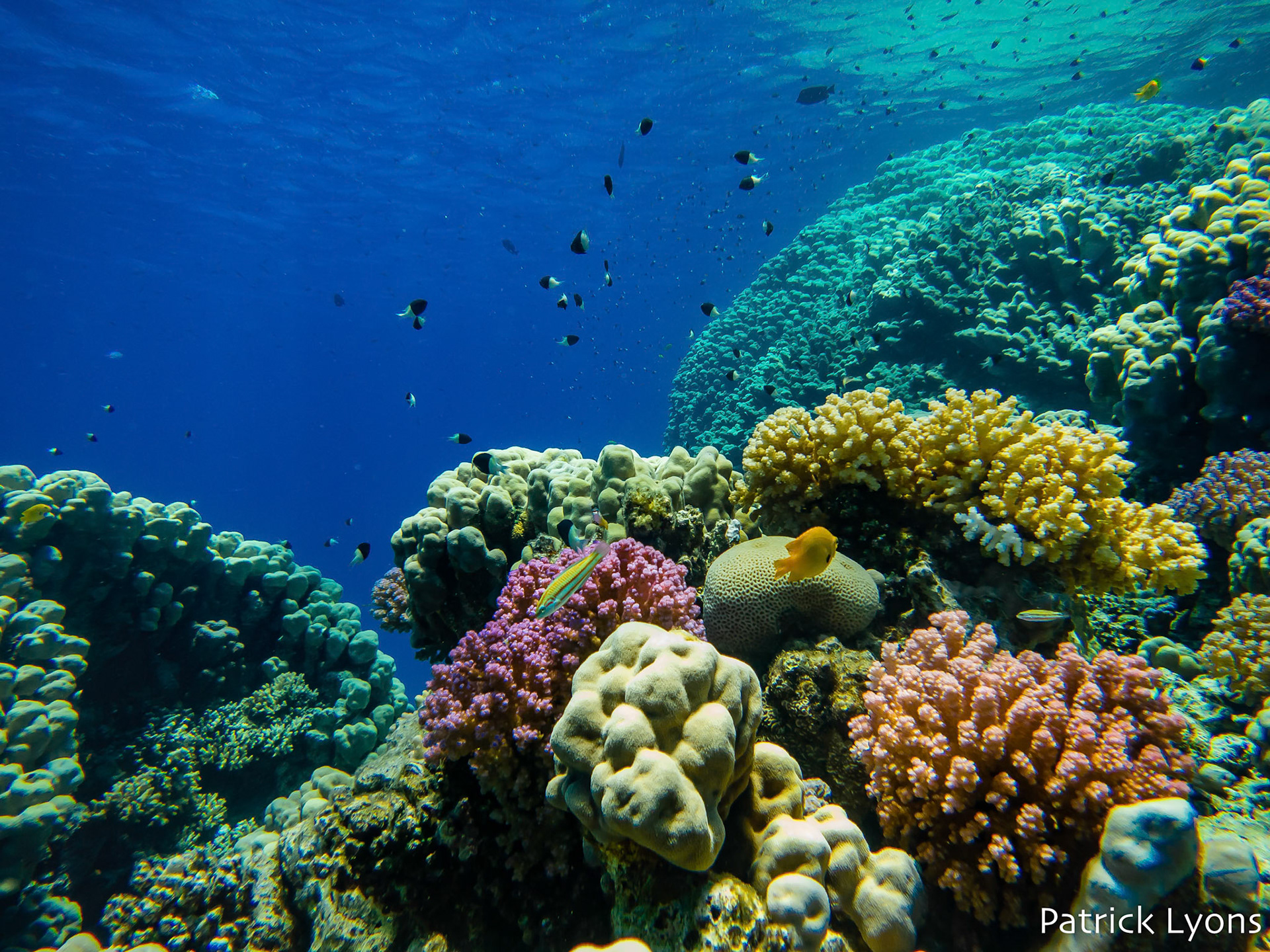 Red Sea coral seascape