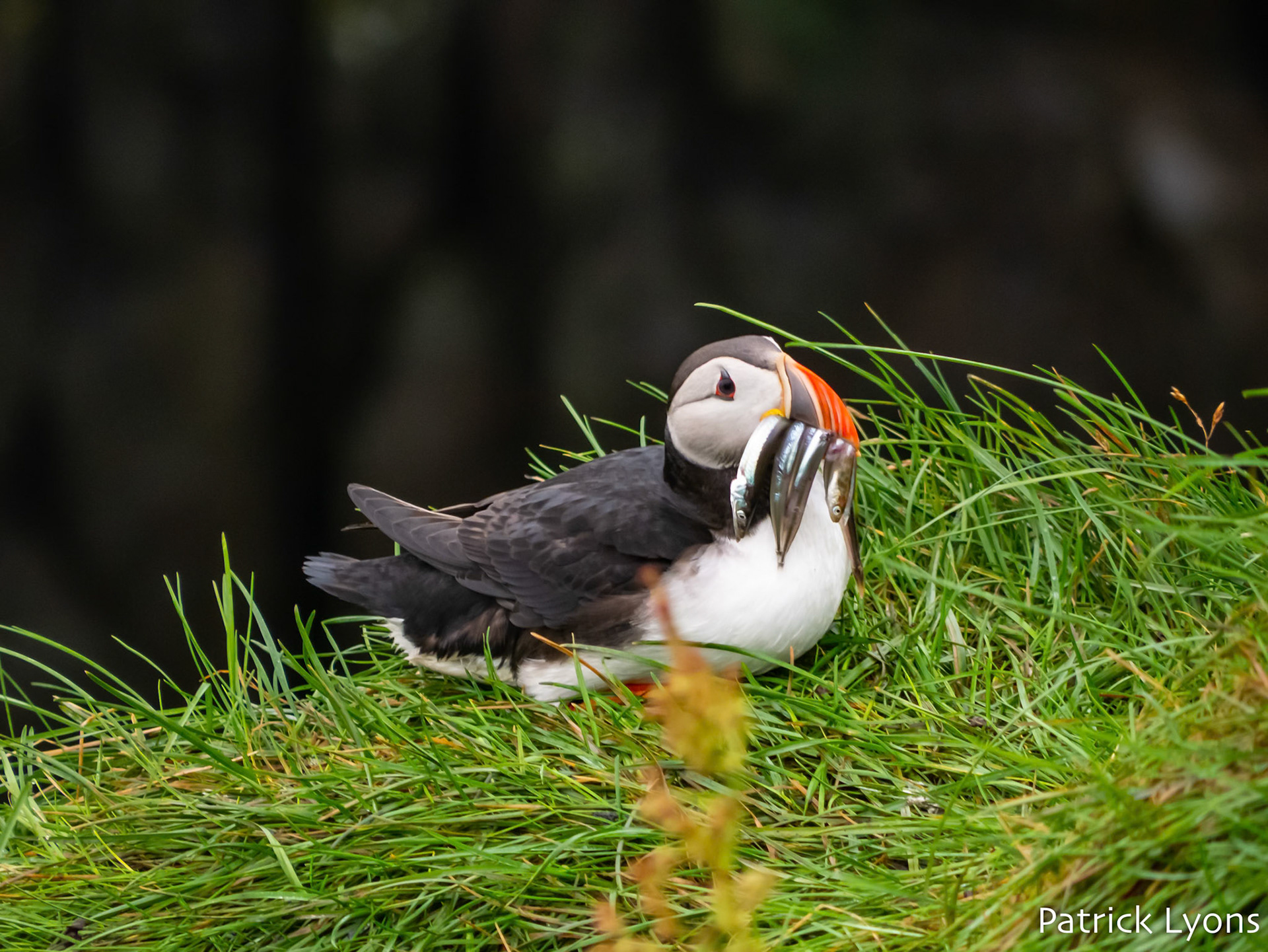 An Atlantic Puffin enjoys a meal of fish in the East Fjords region of Iceland