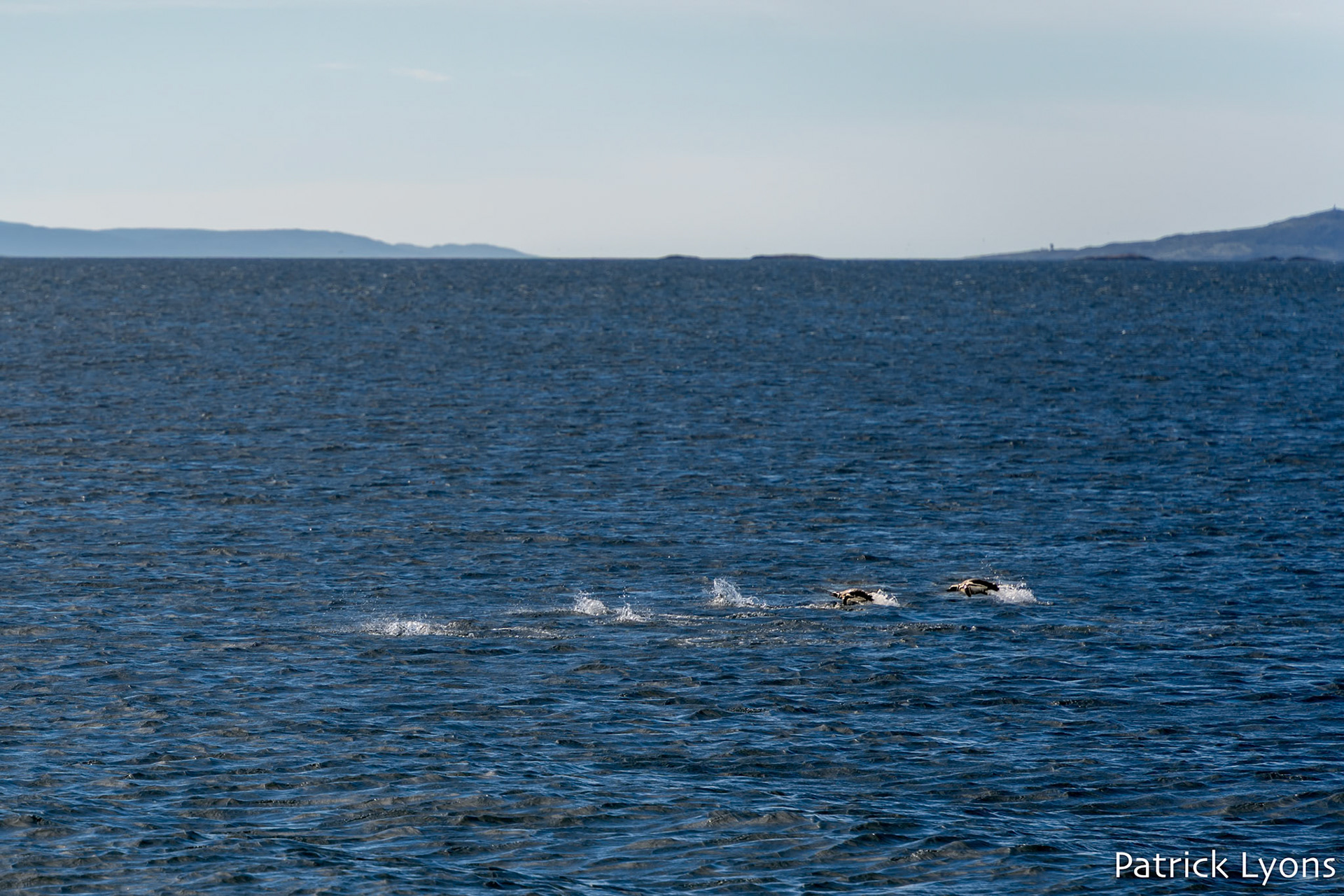 Magellanic penguin - Isla Martillo