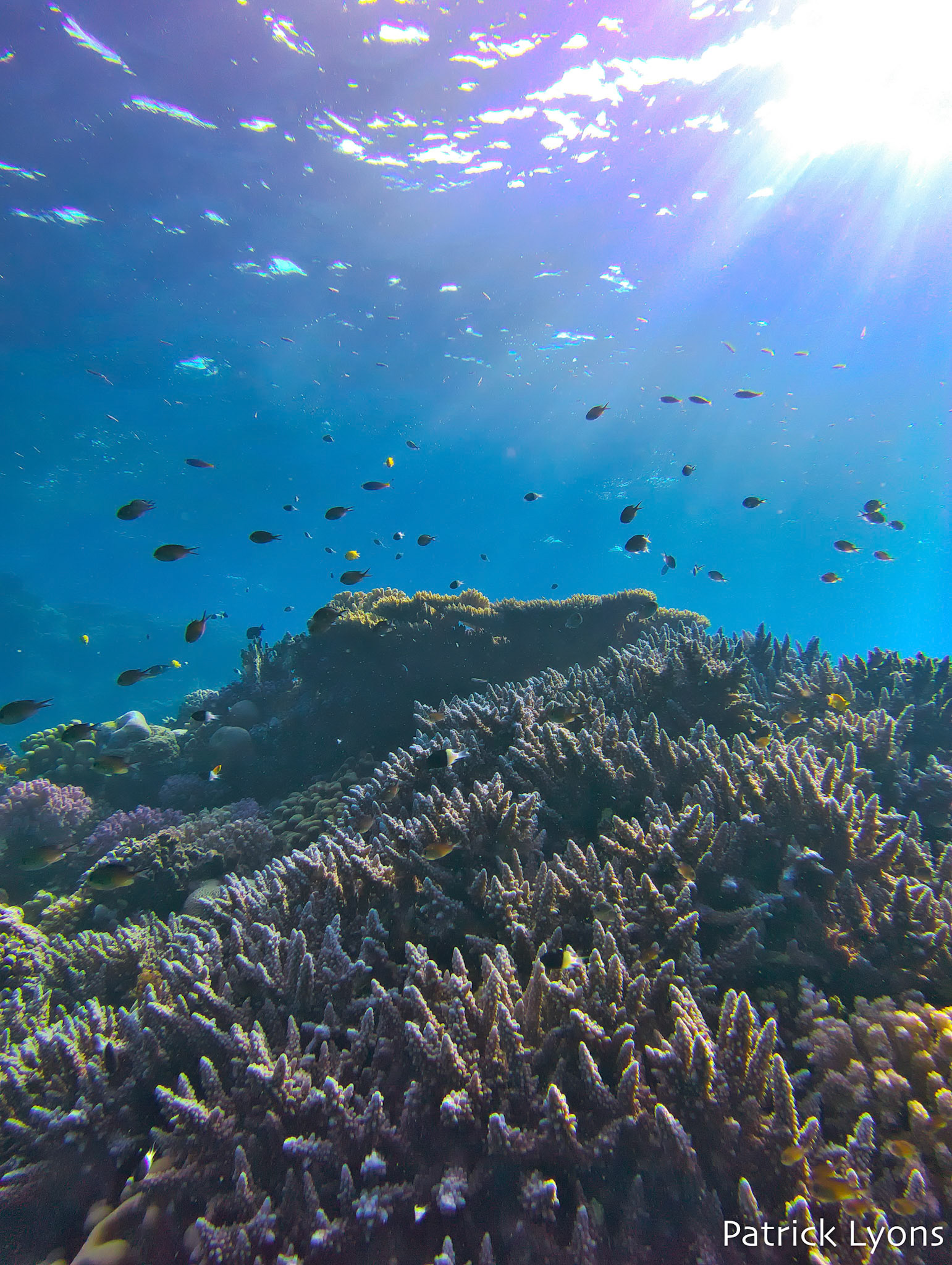 Red Sea coral seascape