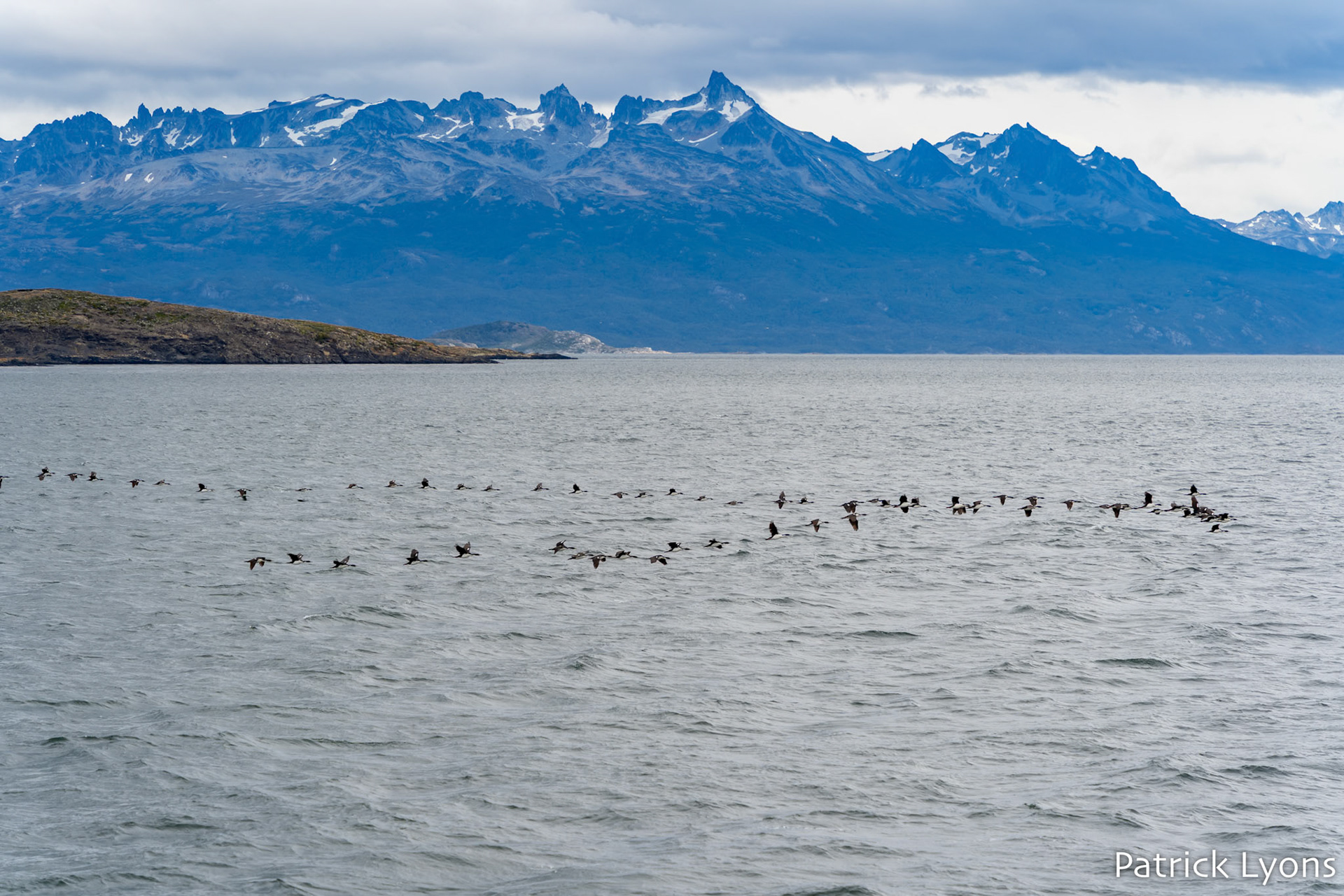 Imperial Cormorant - Beagle Channel