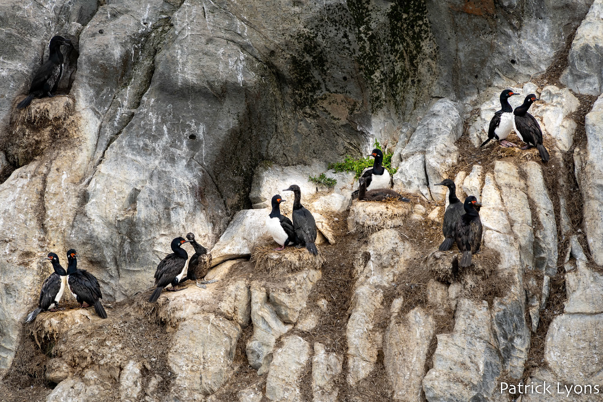 Magellanic Cormorant - Beagle Channel