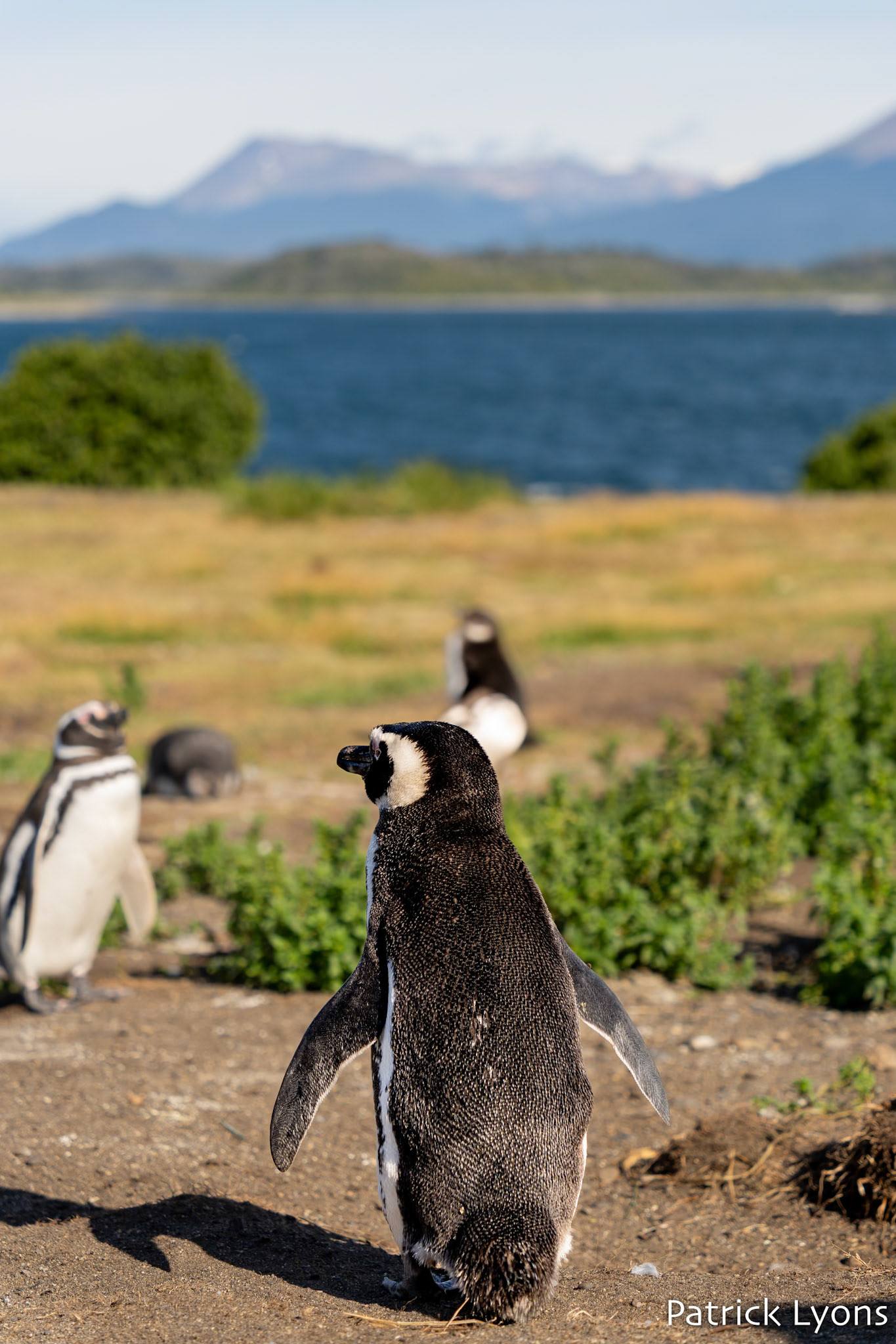 Magellanic penguin - Isla Martillo