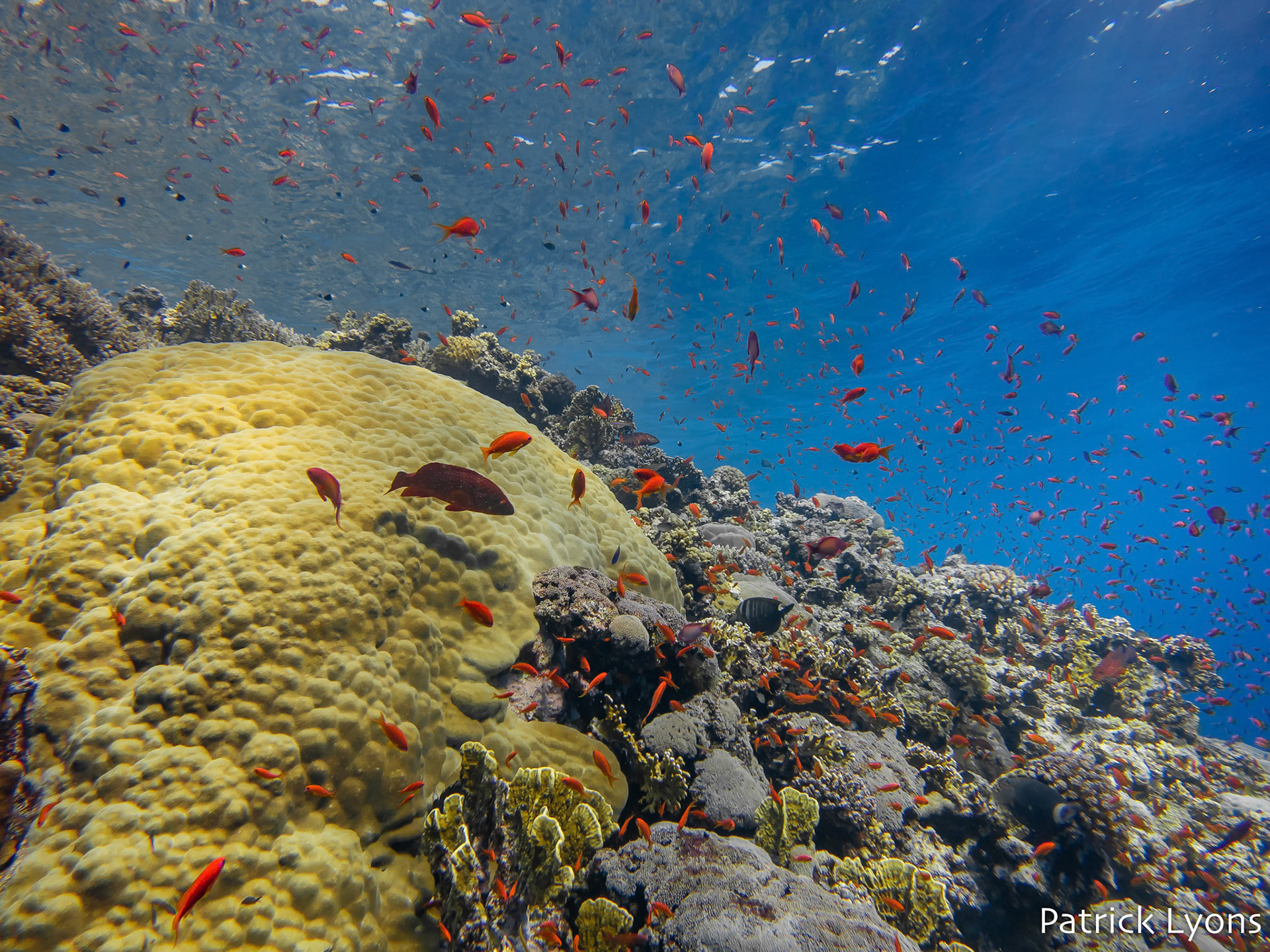 An abundance of fish and corals in the shallows of  the Red Sea