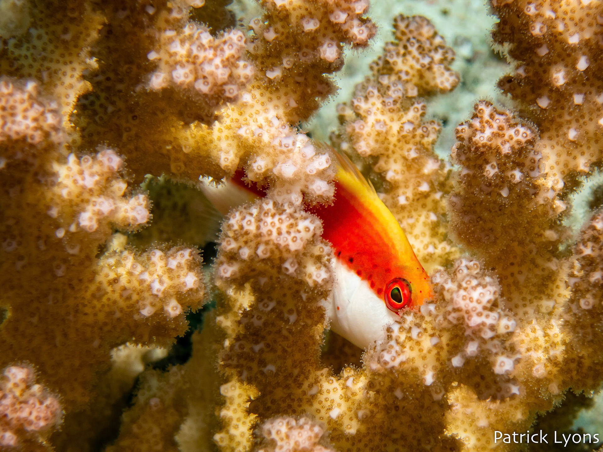 Freckled Hawkfish hides in a coral in the Red Sea