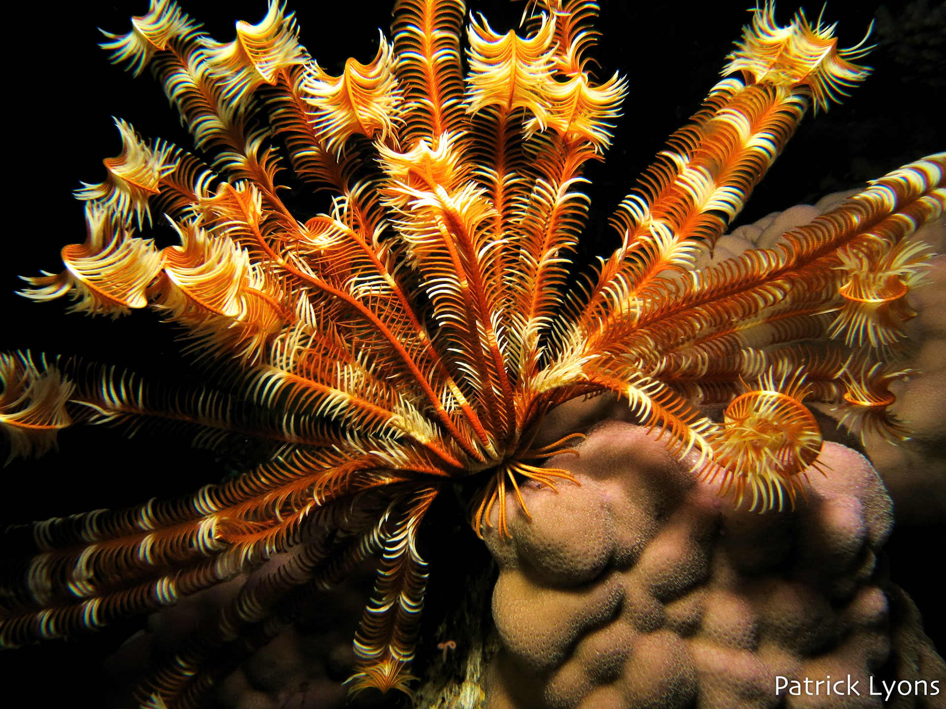 Crinoid feather star