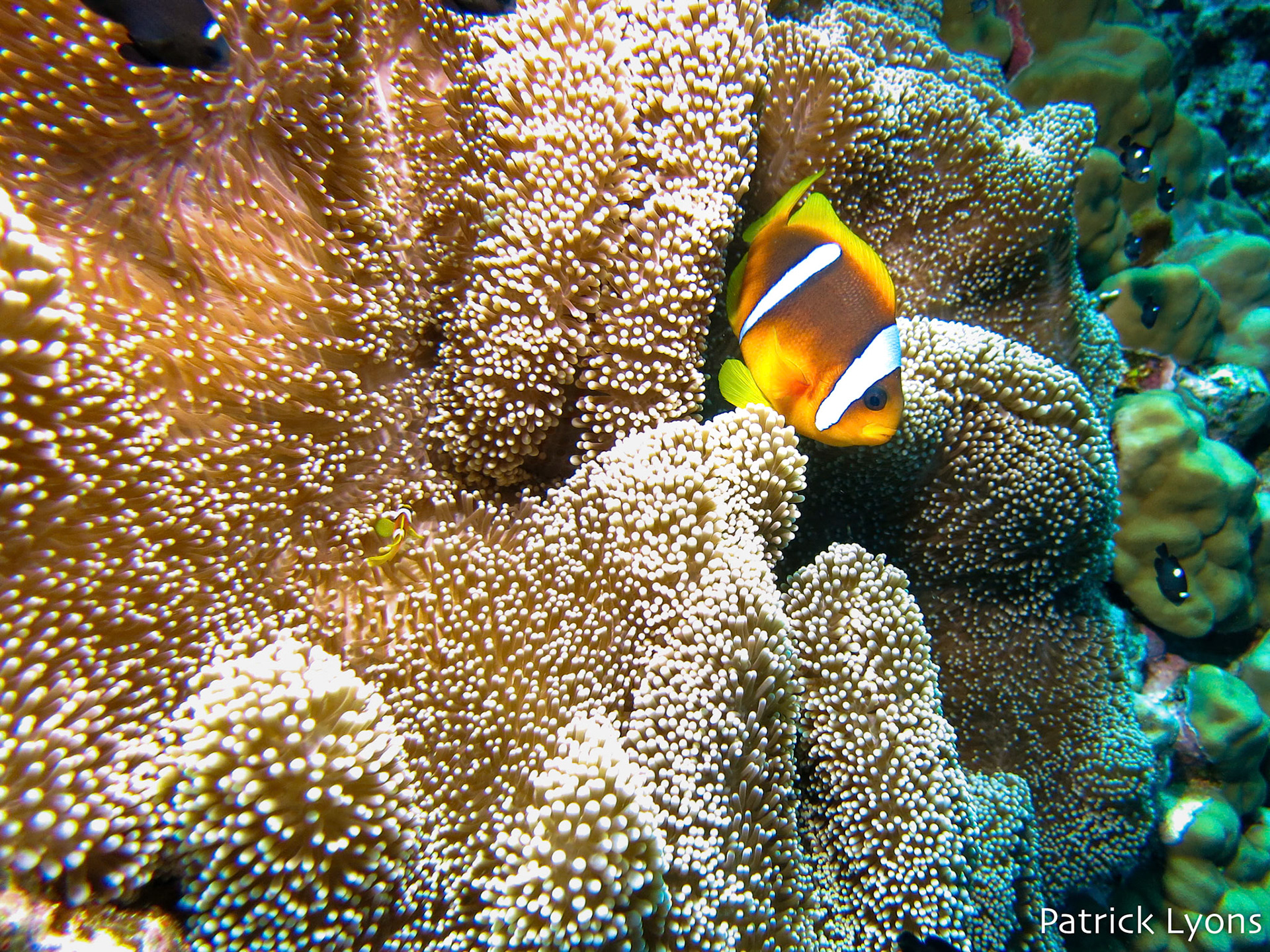 Anemonefish