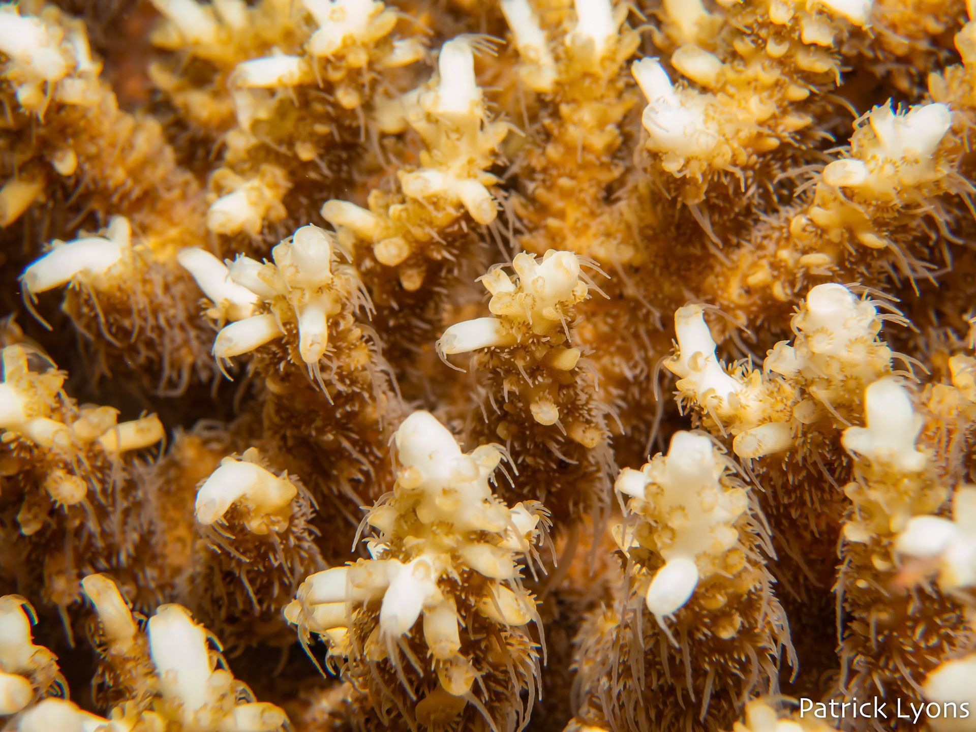 Acropora coral closeup
