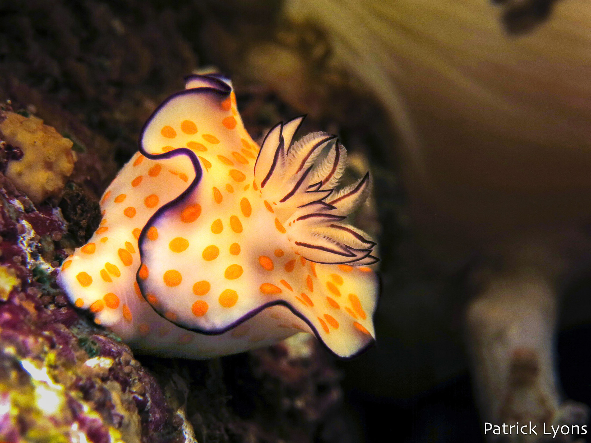 Nudibranch