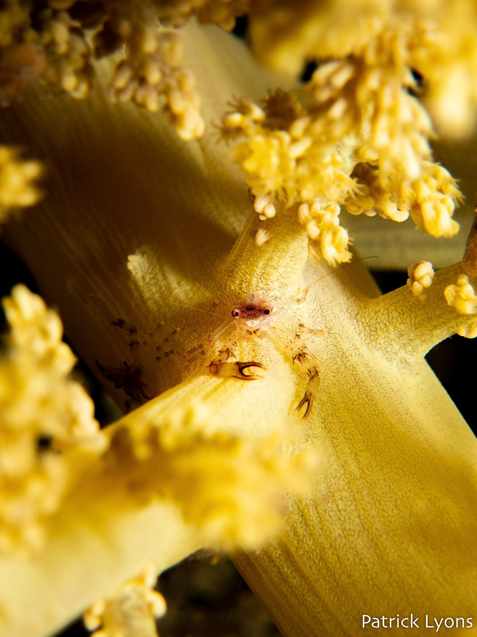 Tiny crab on a soft coral