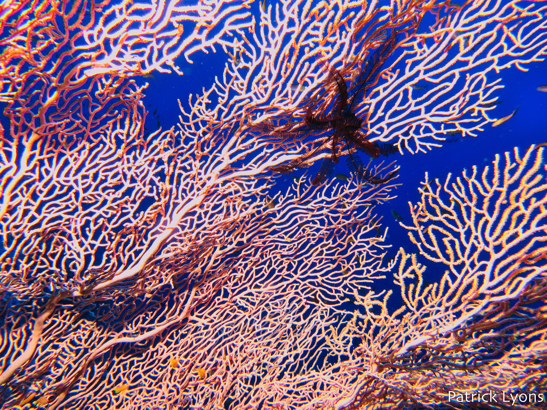 Sea fan and Crinoid feather star