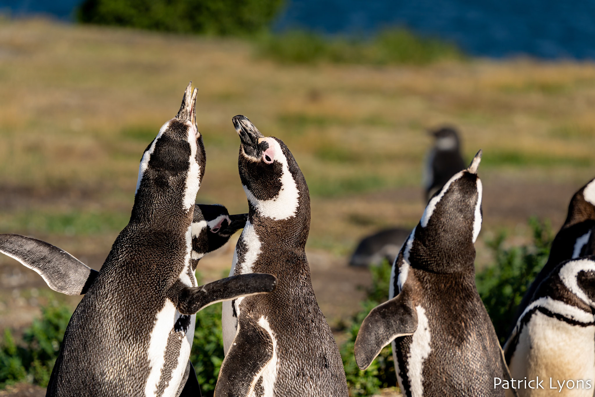 Magellanic penguin - Isla Martillo