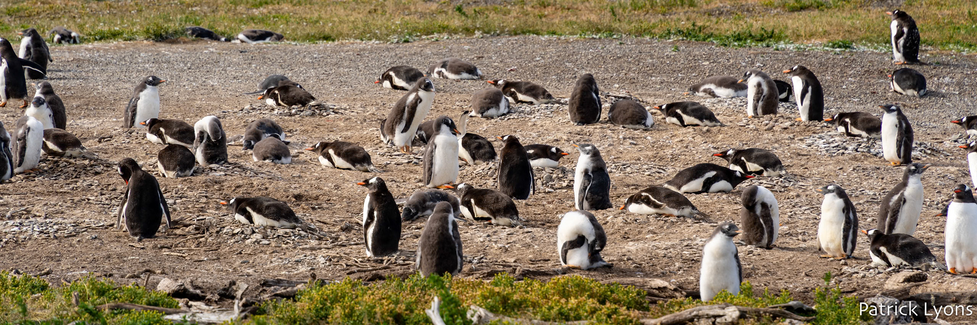 Gentoo penguin - Isla Martillo