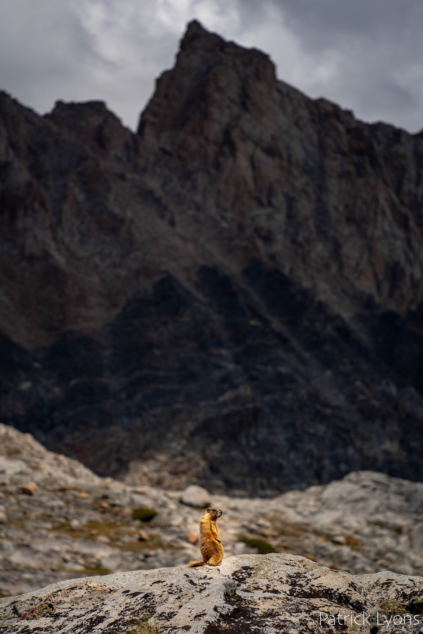 Yellow-Bellied Marmot and Mount Humphreys