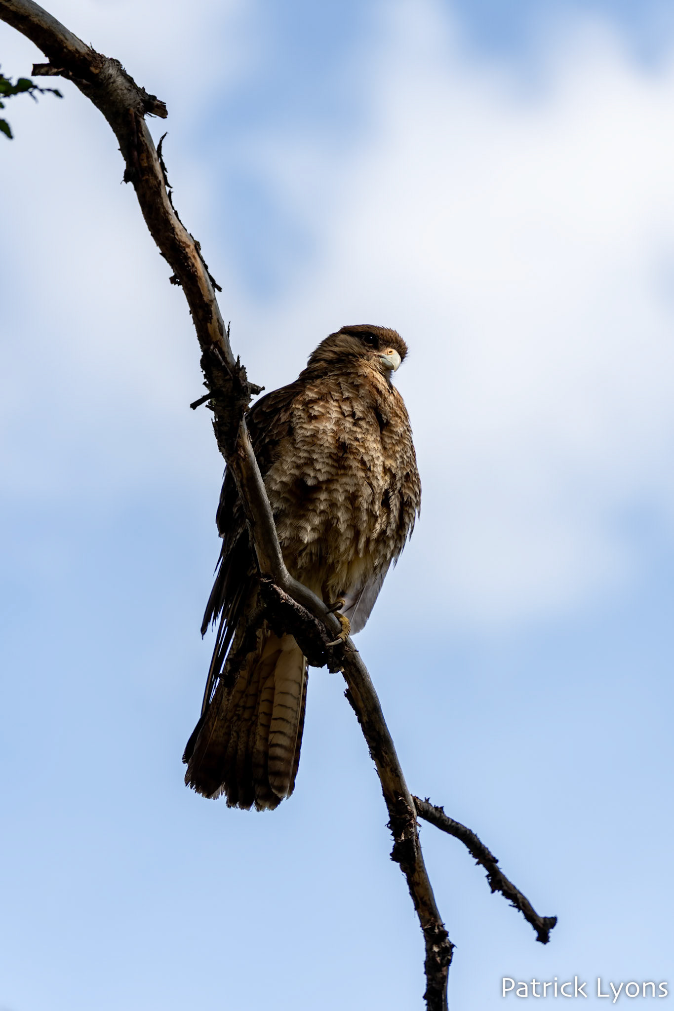 Chimango Caracara - Torres del Paine National Park