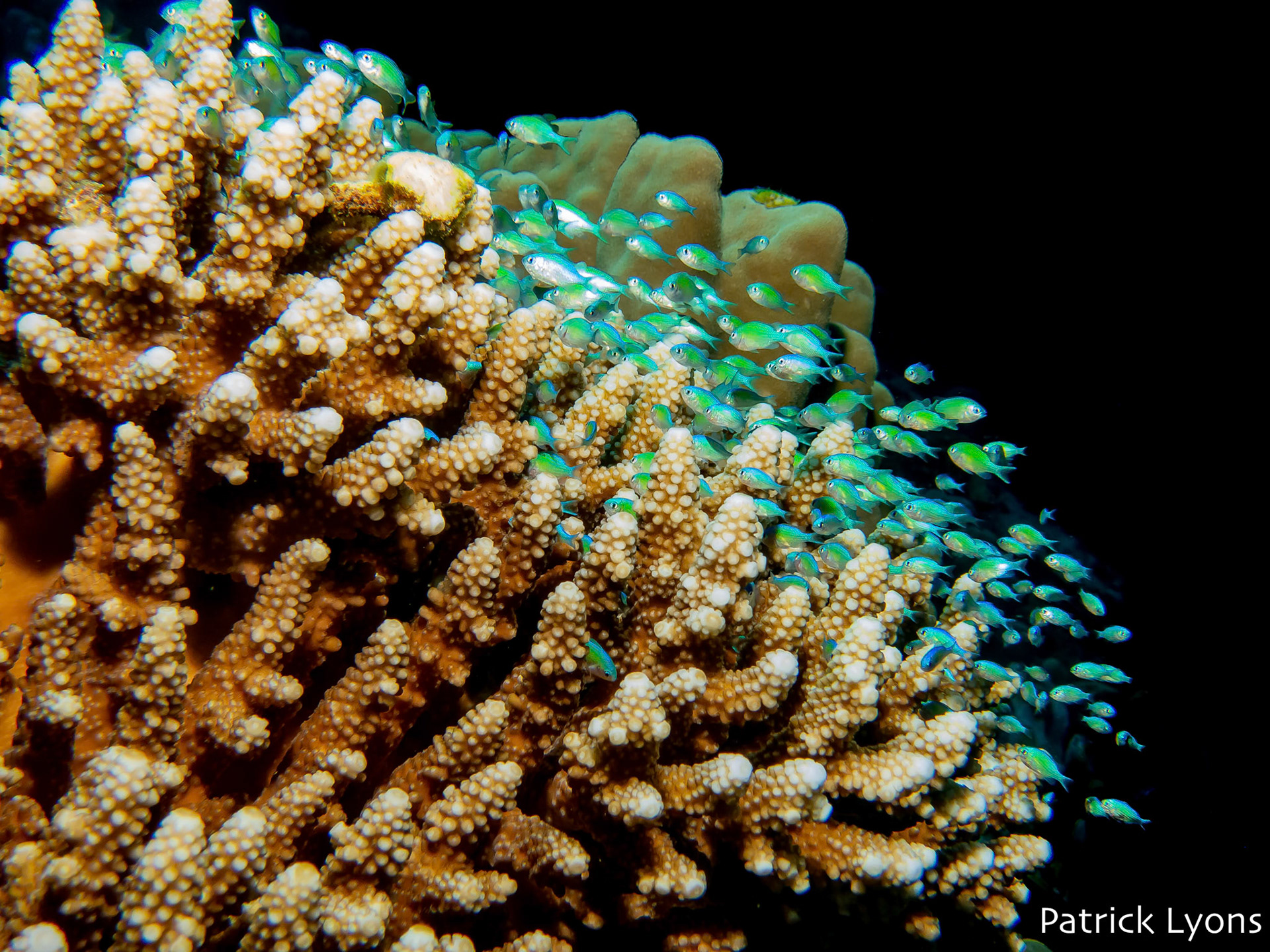 School of juvenile Green Chromis hide in a coral in the Red Sea