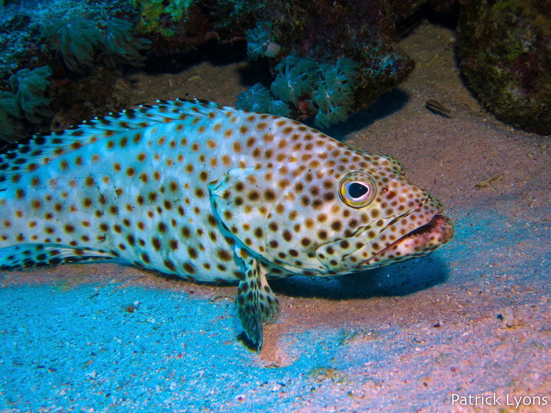 Greasy Grouper