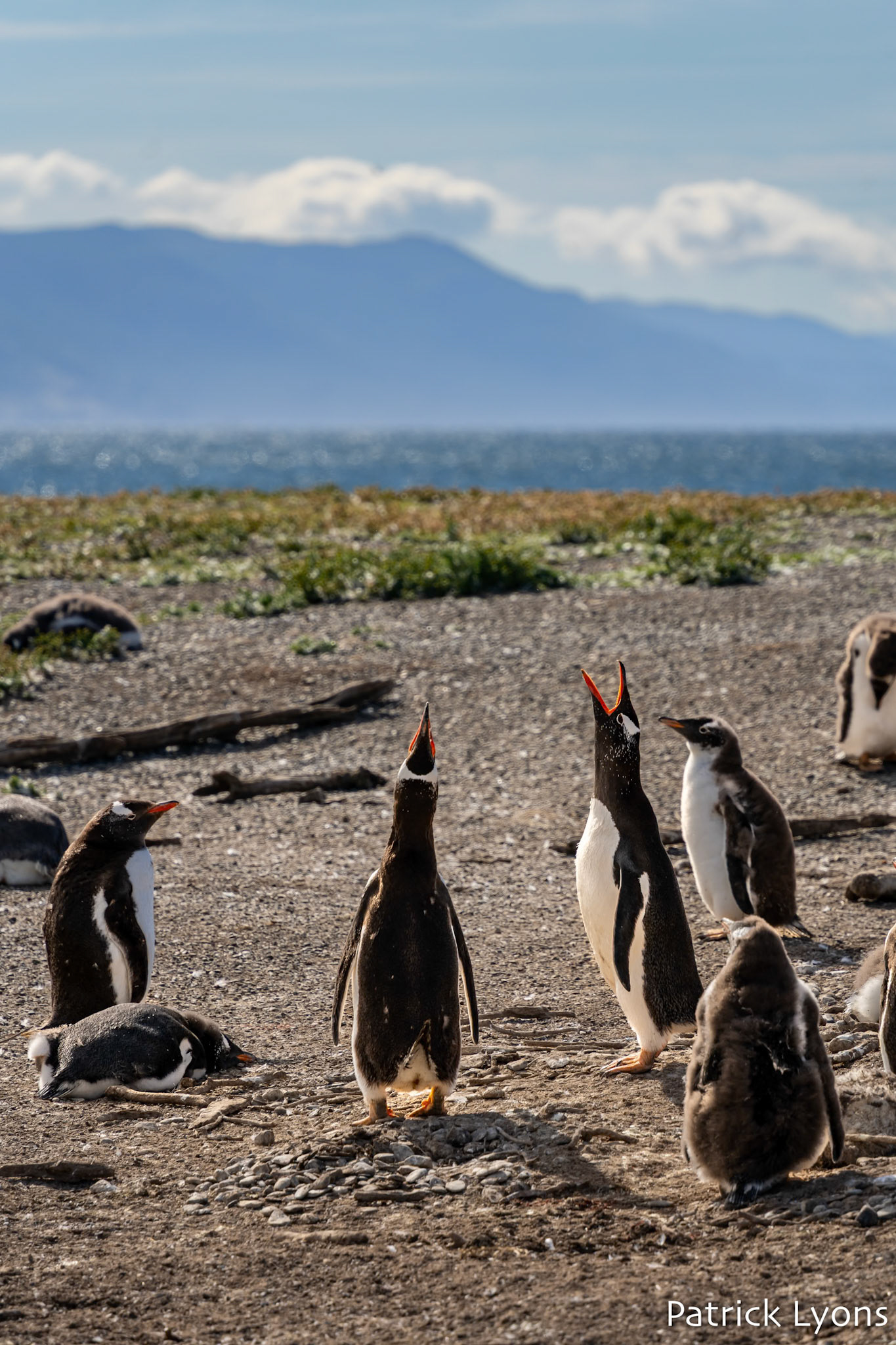 Gentoo penguin - Isla Martillo