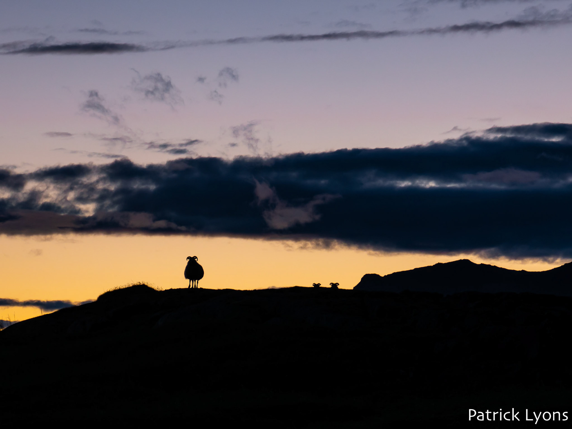 Sheep silhouetted against the evening colors of an Iceland sunset