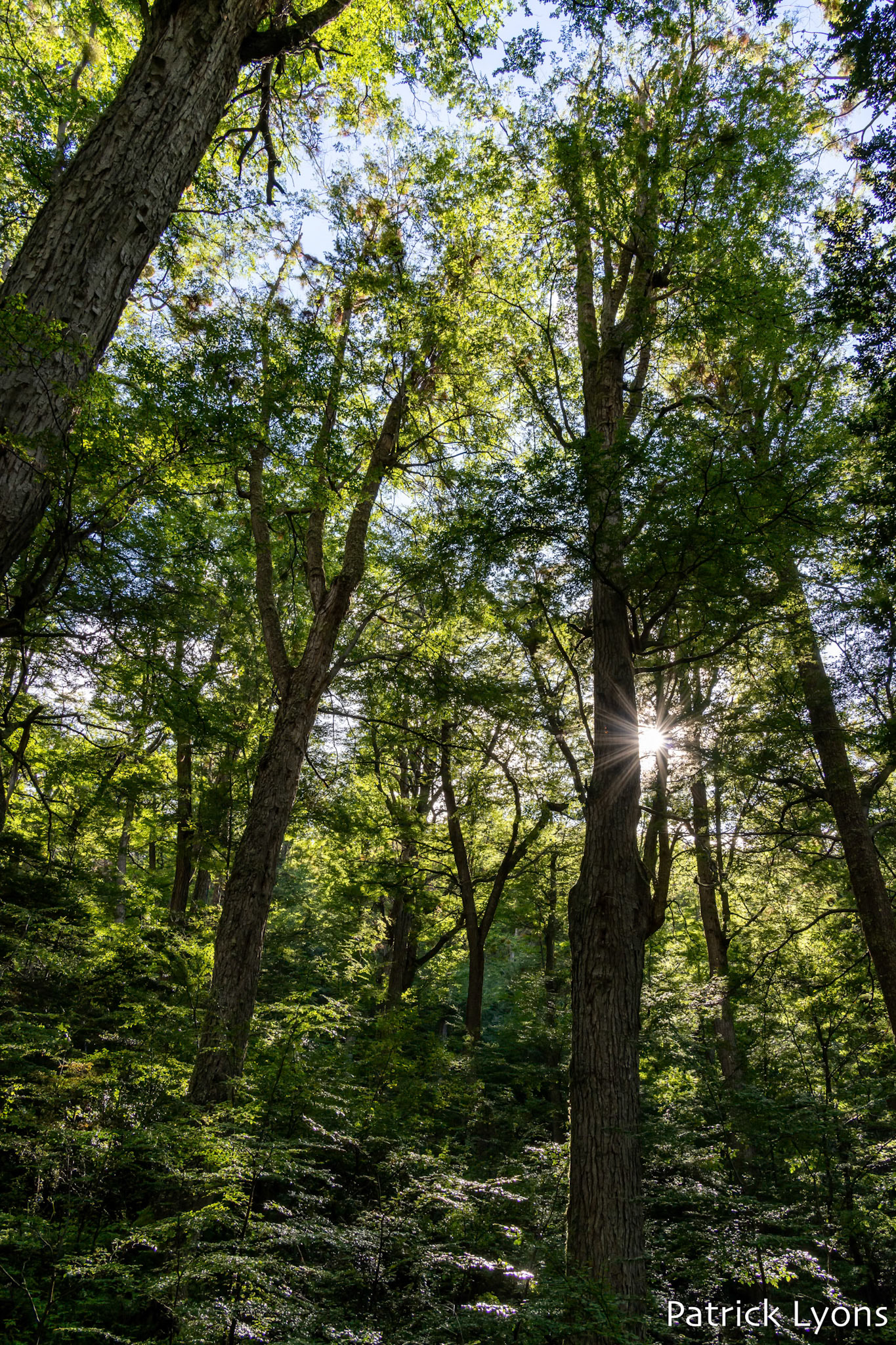 Lenga Tree (Nothofagus pumilio) - Tierra del Fuego National Park
