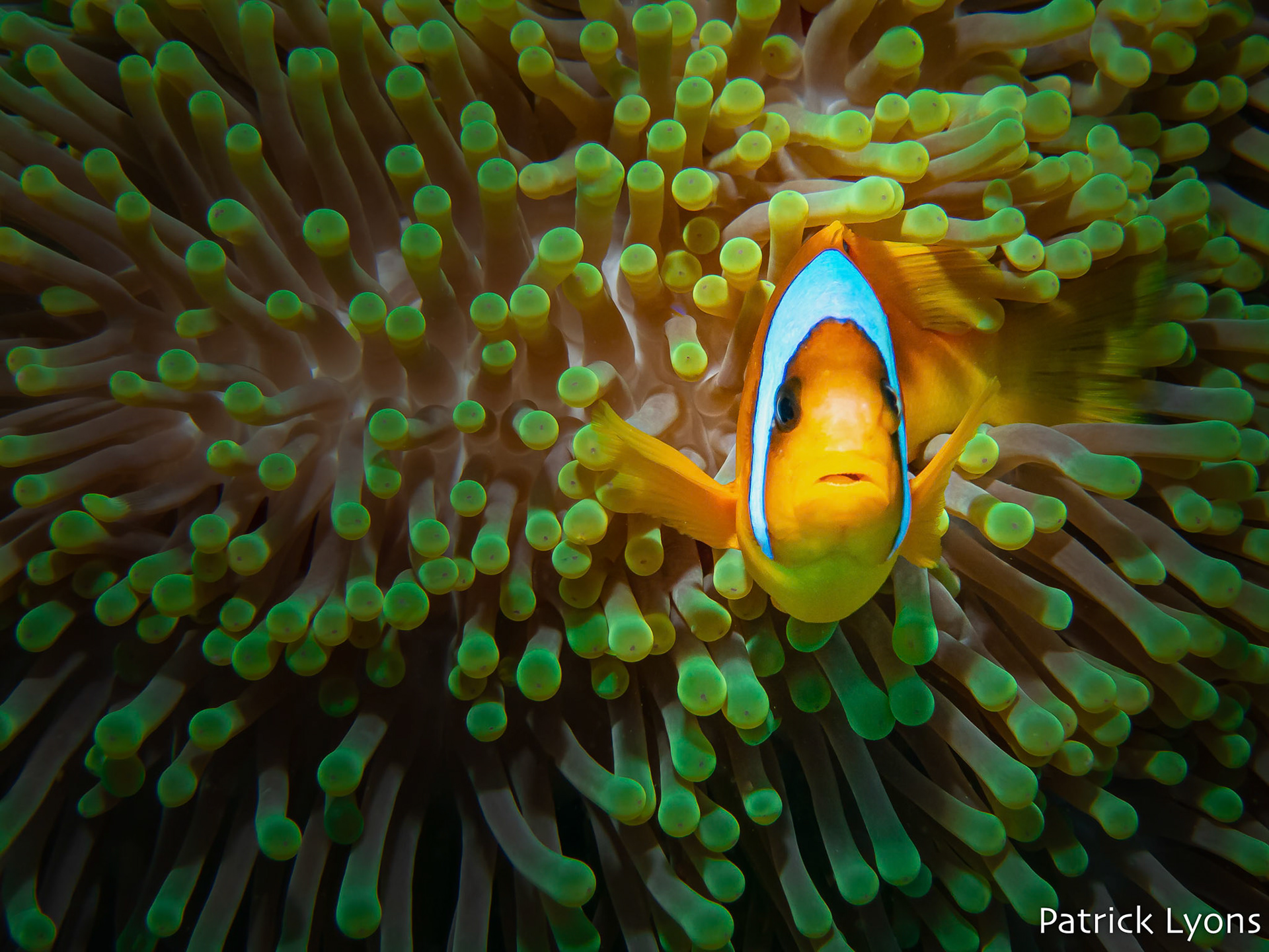 Two-Banded Anemonefish in the Red Sea