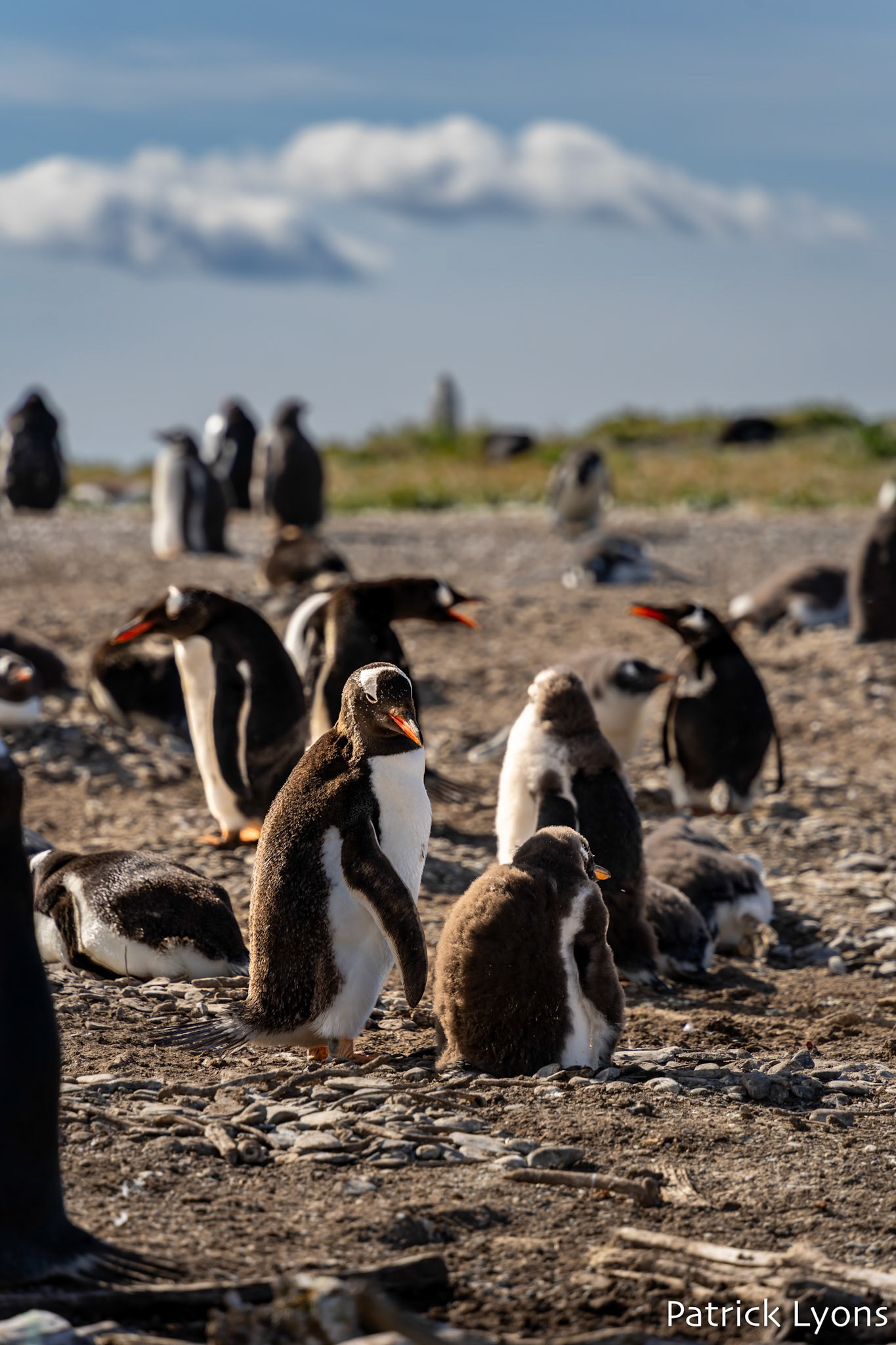 Gentoo penguin - Isla Martillo