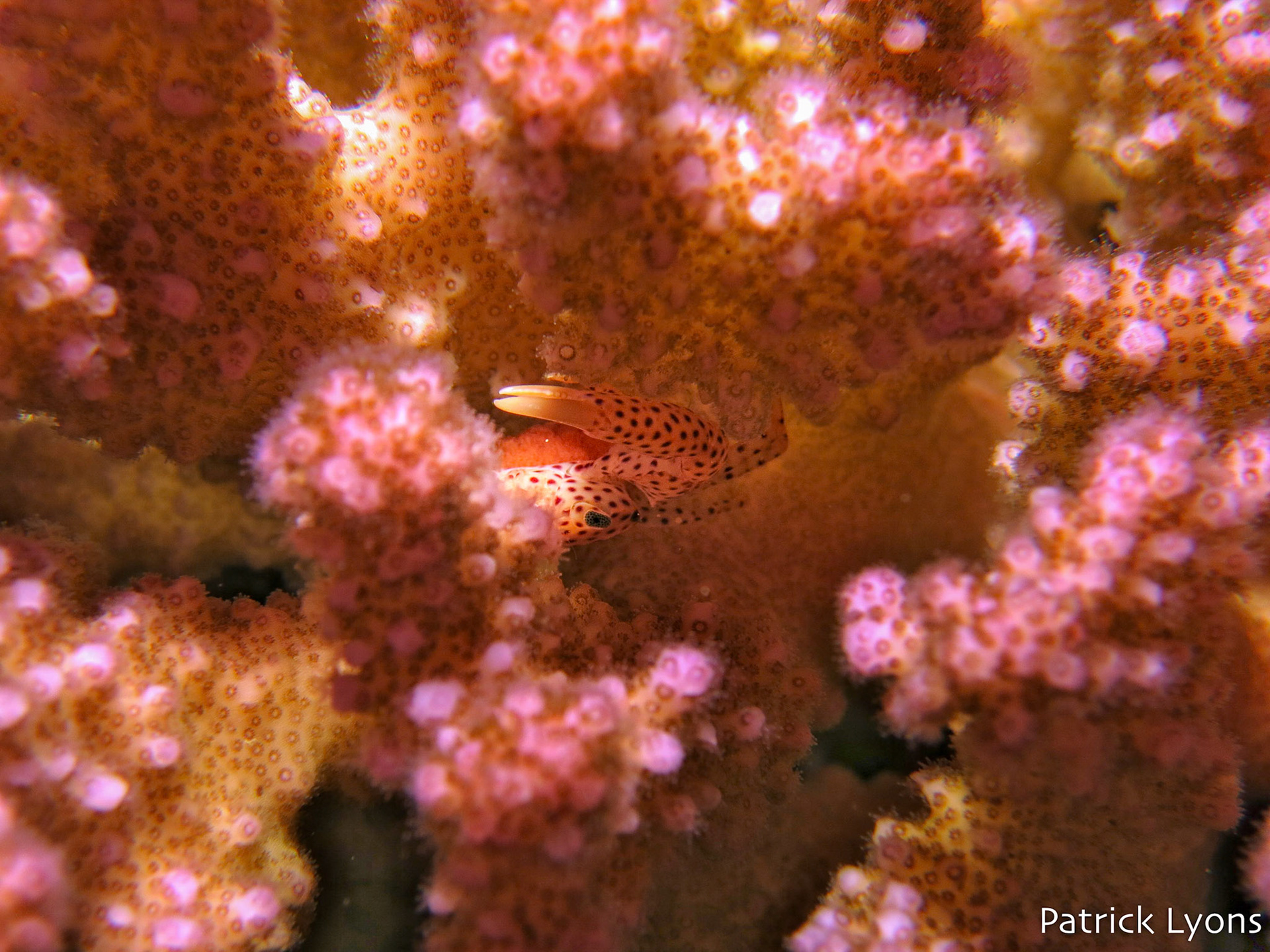 Crab hiding in coral