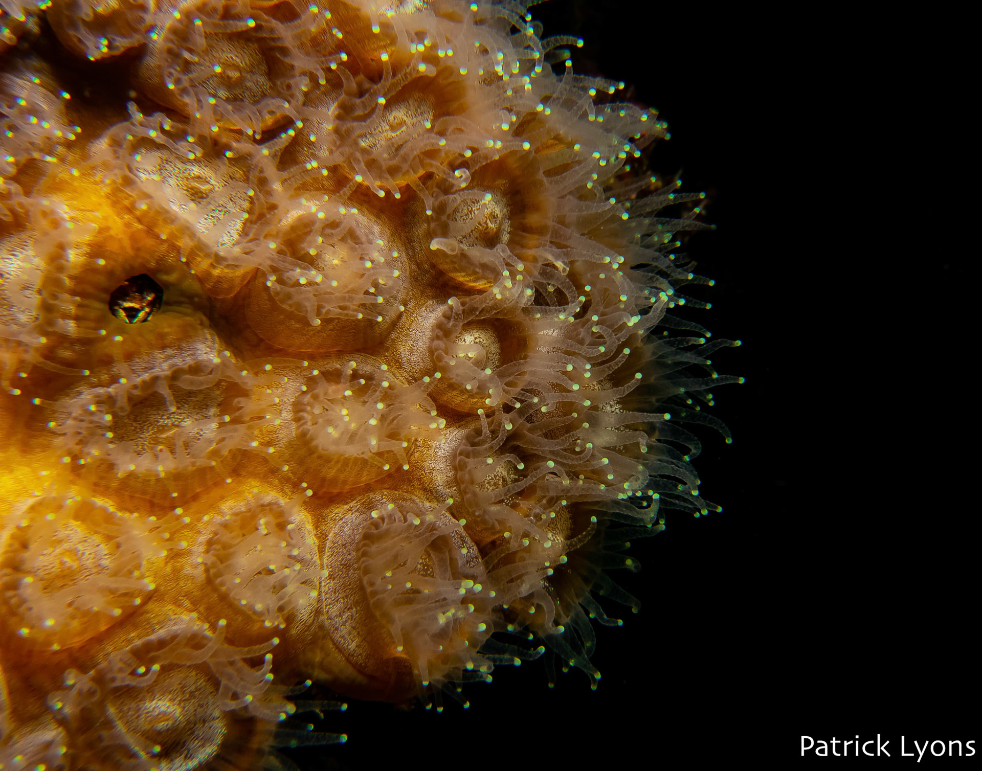 Coral polyps feeding at night in the Red Sea