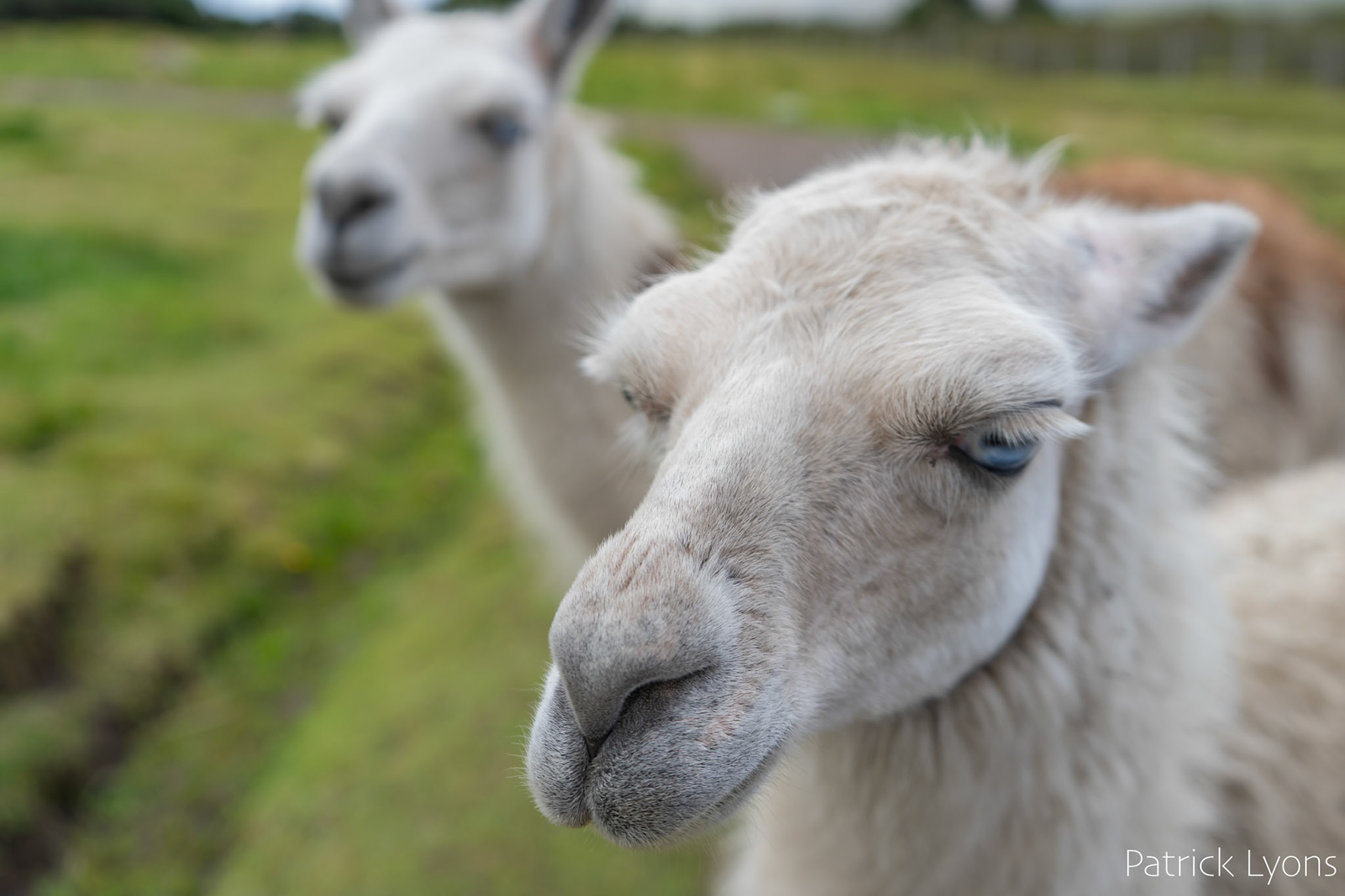 Llamas (not Alpacas)